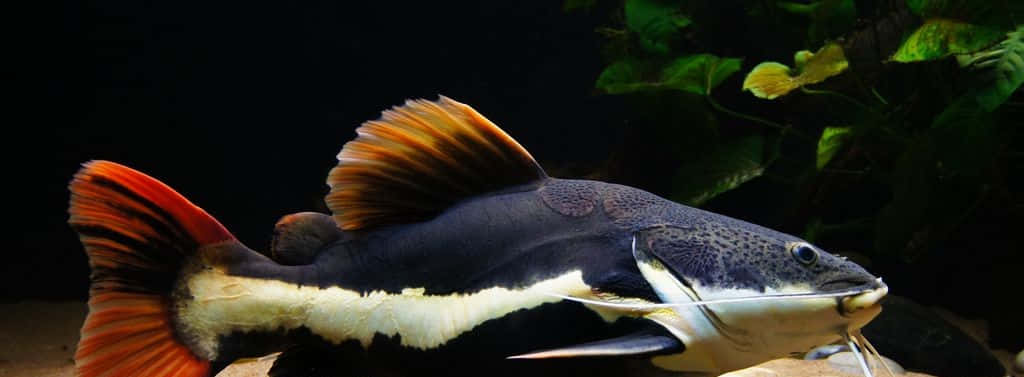 catfish 桌布 壁紙 — 一條引人注目的黑色鯰魚，帶有火橙色魚鰭和白色腹部，在茂盛的綠色水生植物附近優雅地游動。