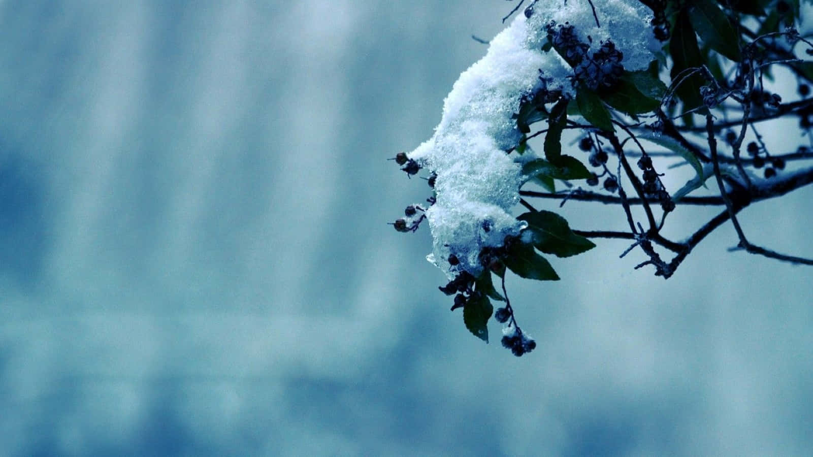 Winter Flowers 桌布 壁紙 — 一條掛滿雪的樹枝，帶有深色漿果和綠葉，在柔和的藍色冬日背景下格外突出。