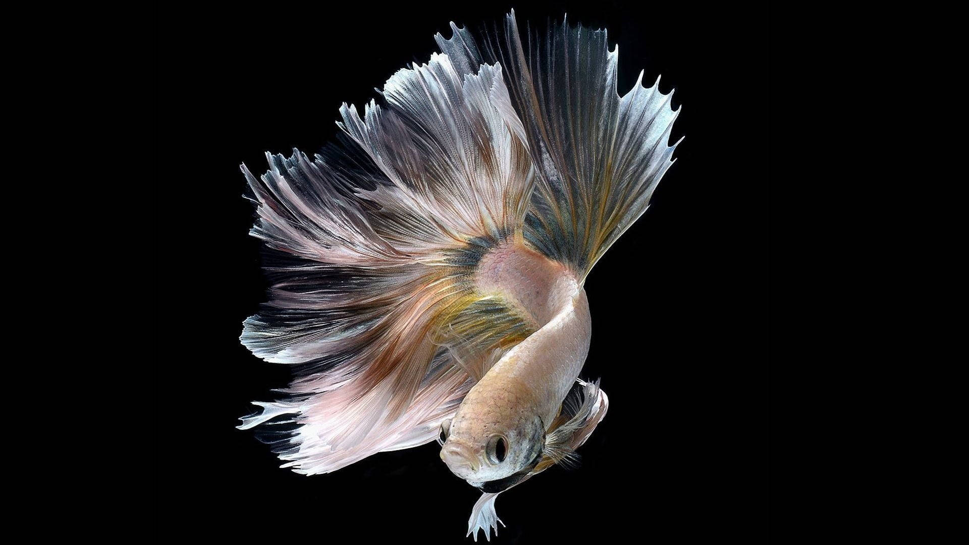 Beautiful Fish 桌布 壁紙 — 一條擁有流動銀色和棕色魚鰭的鬥魚，在純黑背景下優雅地游動。