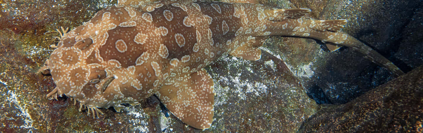 Wobbegong 桌布 壁紙 — 一條斑點鬚鯊偽裝在深色紋理岩石之間，在水下休息。
