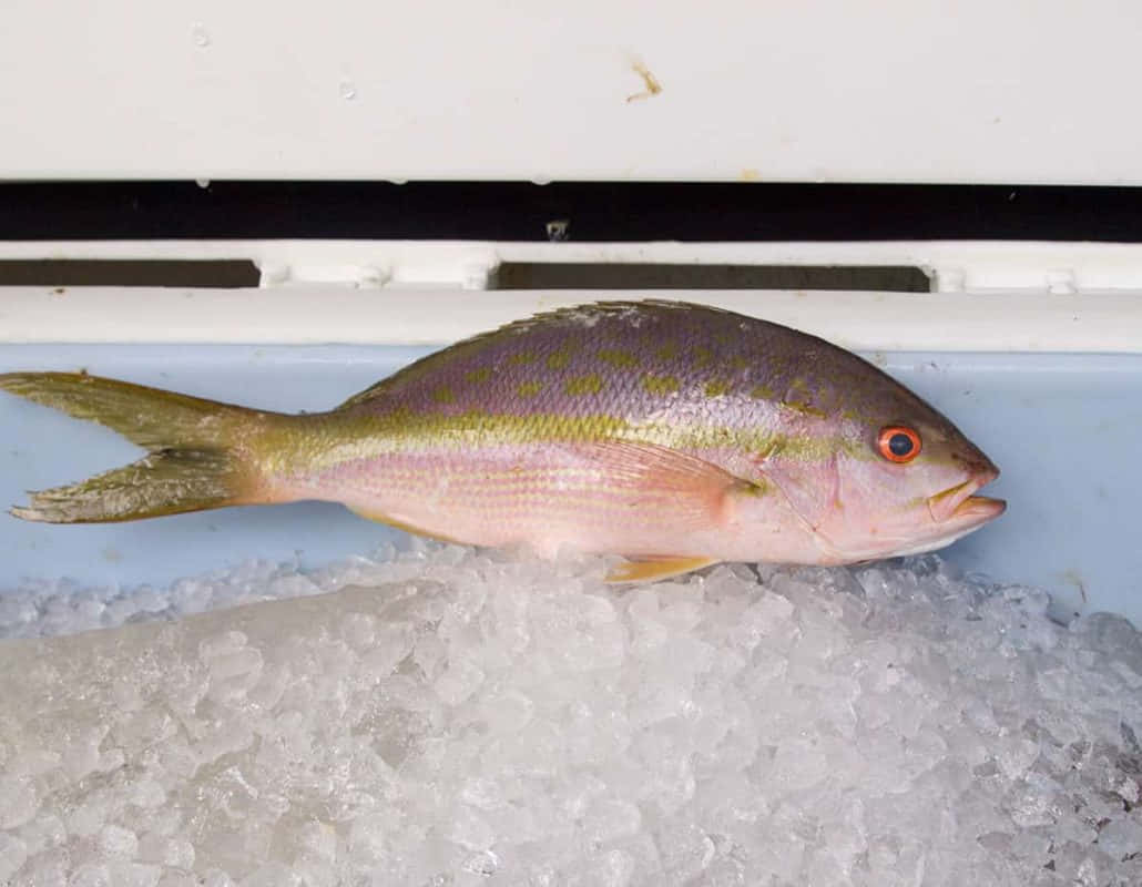 Yellowtail Snapper 桌布 壁紙 — 一條新鮮的魚，帶有粉紅色的鱗片和紅色的眼睛，放在白色冷卻器內的碎冰上。