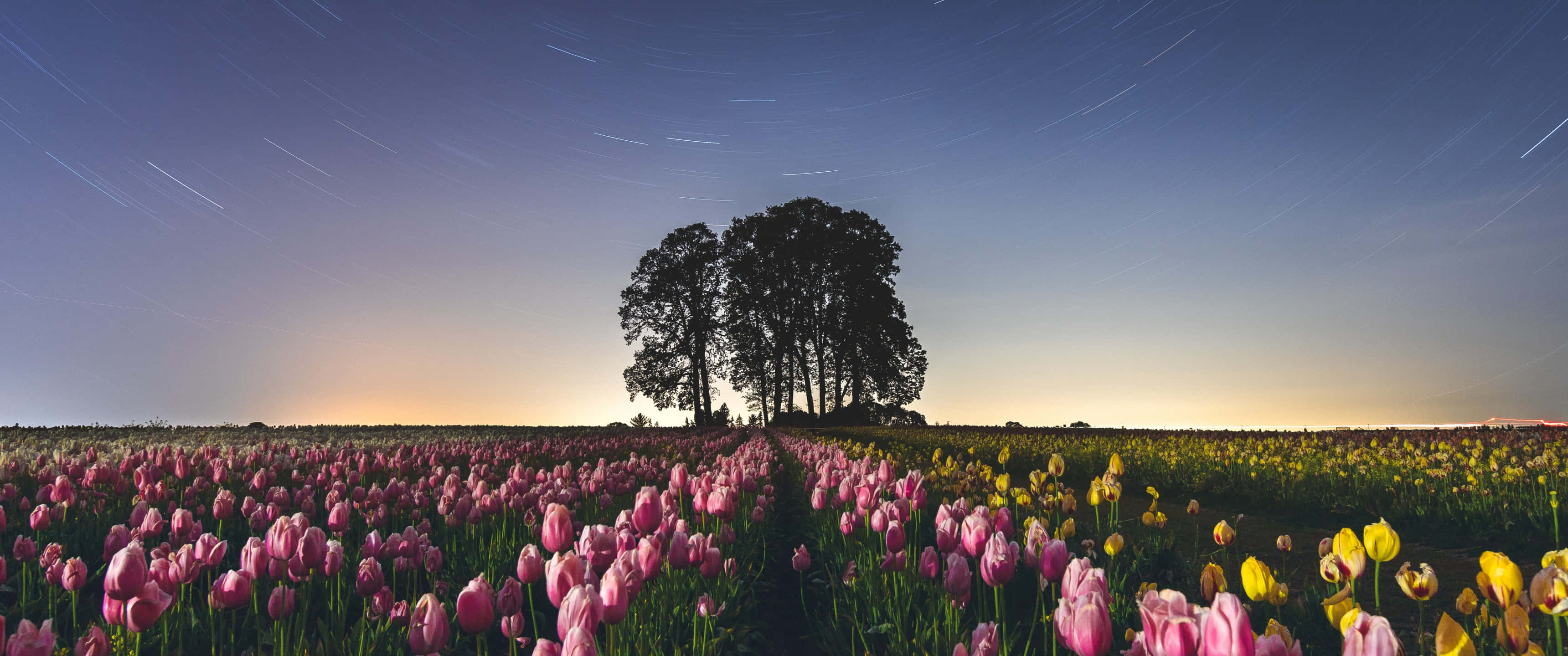 Tulip Field 桌布 壁紙 — 一條星軌在粉紅色和黃色鬱金香田上空劃過，暮色中有一棵孤樹的剪影。