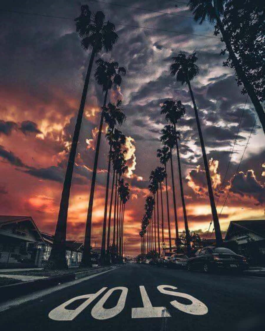 一條有棕櫚樹和夕陽的街道 壁紙
