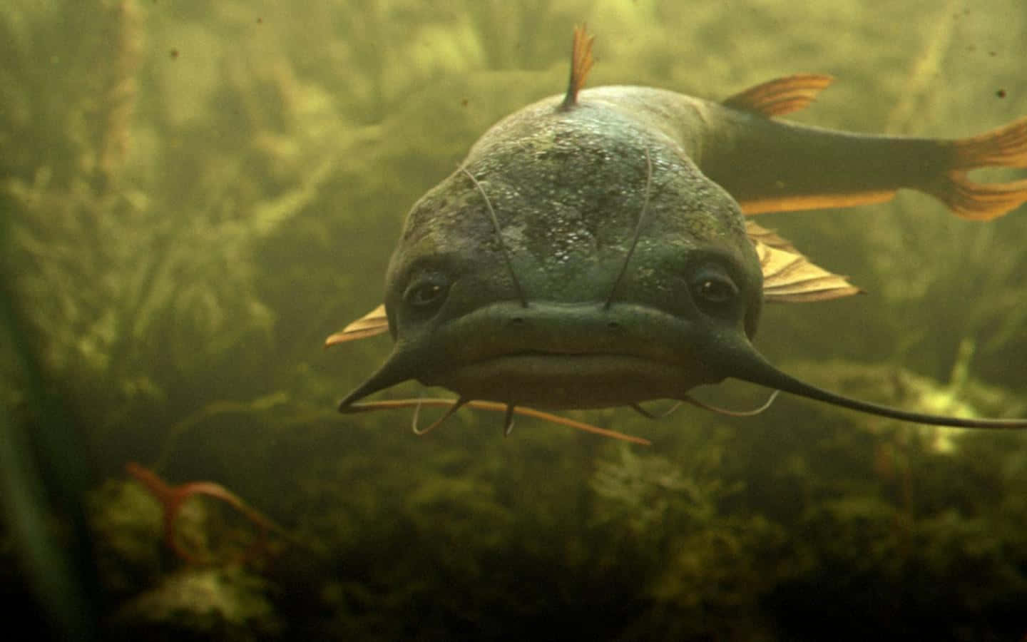catfish 桌布 壁紙 — 一條有鬍鬚嘅鯰魚喺渾濁嘅綠色水同水生植物中游向鏡頭嘅特寫。