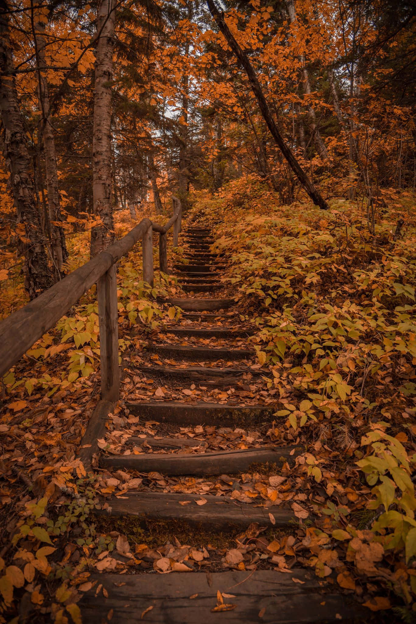 Fall Hikes 桌布 壁紙 — 一條木樓梯蜿蜒穿過茂密的森林，森林鋪滿金黃色的秋葉，光線柔和而過濾。