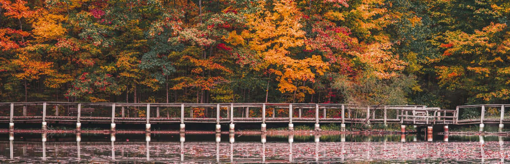 Fall Bridge 桌布 壁紙 — 一條木製棧道延伸至平靜的湖面上，倒映著火紅橙黃的秋日樹木。