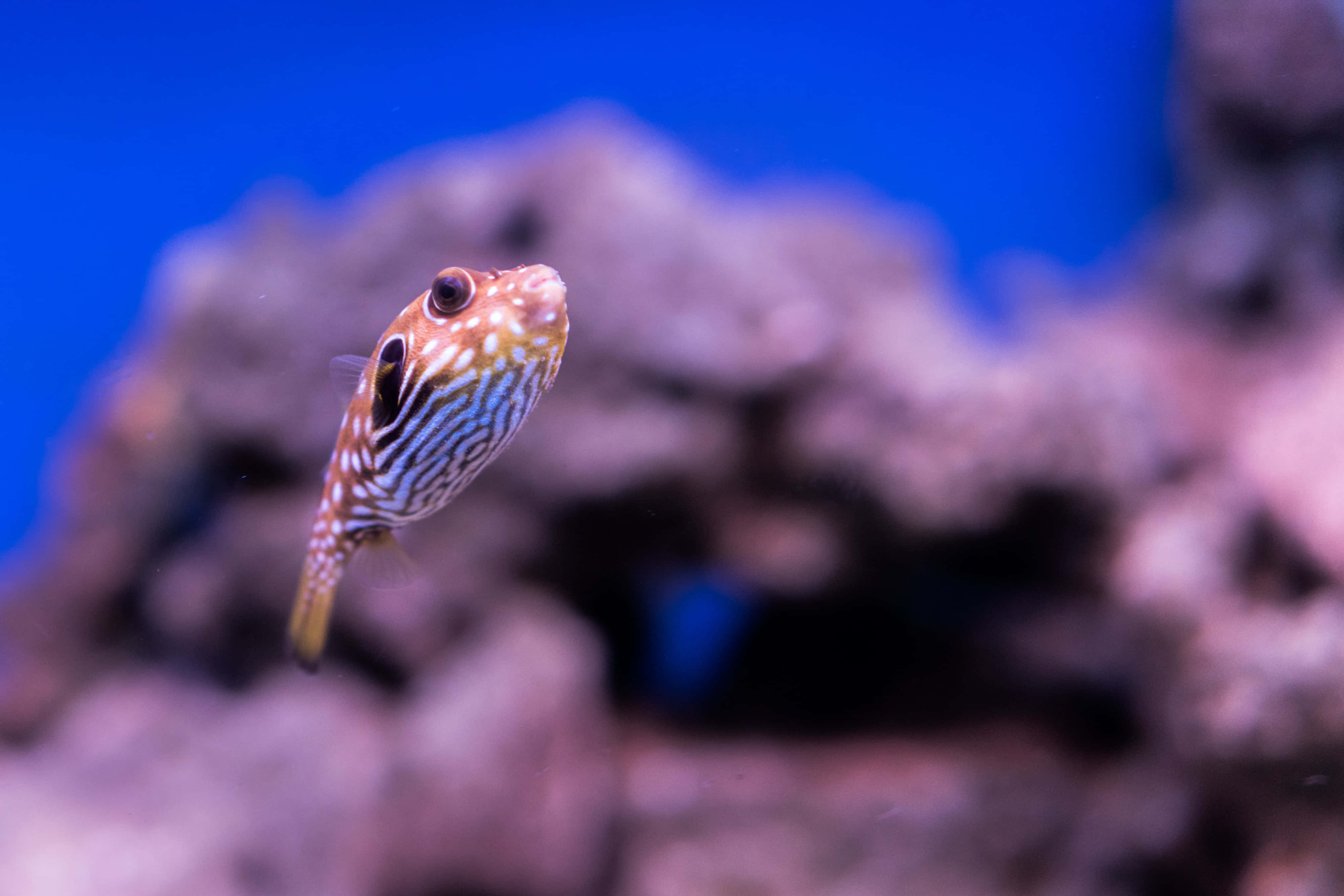 Fish Scale 桌布 壁紙 — 一條條紋河豚喺珊瑚附近優雅咁游水，背景係充滿活力嘅藍色海水。