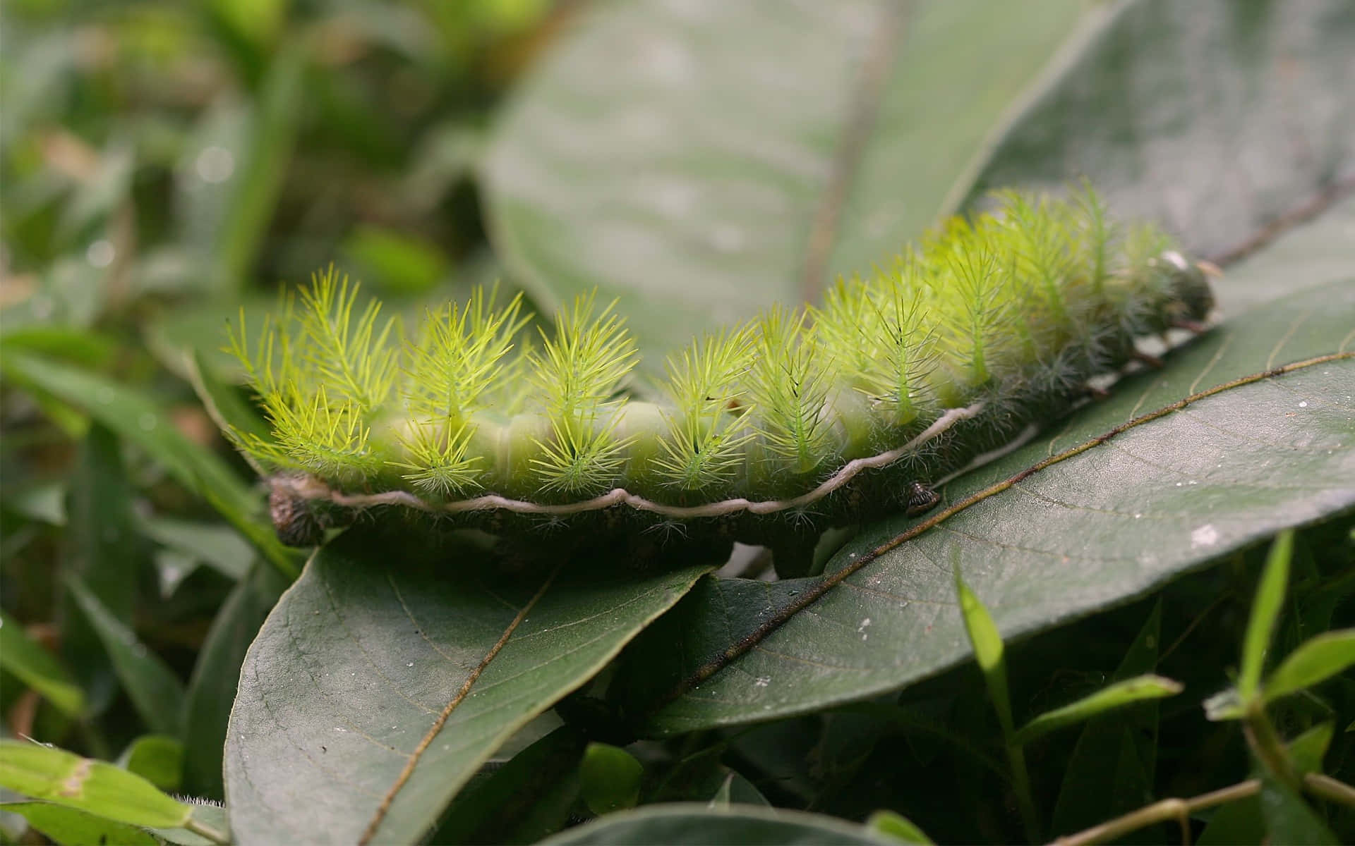 Caterpillar Transformation 桌布 壁紙 — 一條毛茸茸的綠色毛毛蟲，帶有鮮黃色的剛毛，在茂盛花園中一片大型有光澤的葉子上爬行。