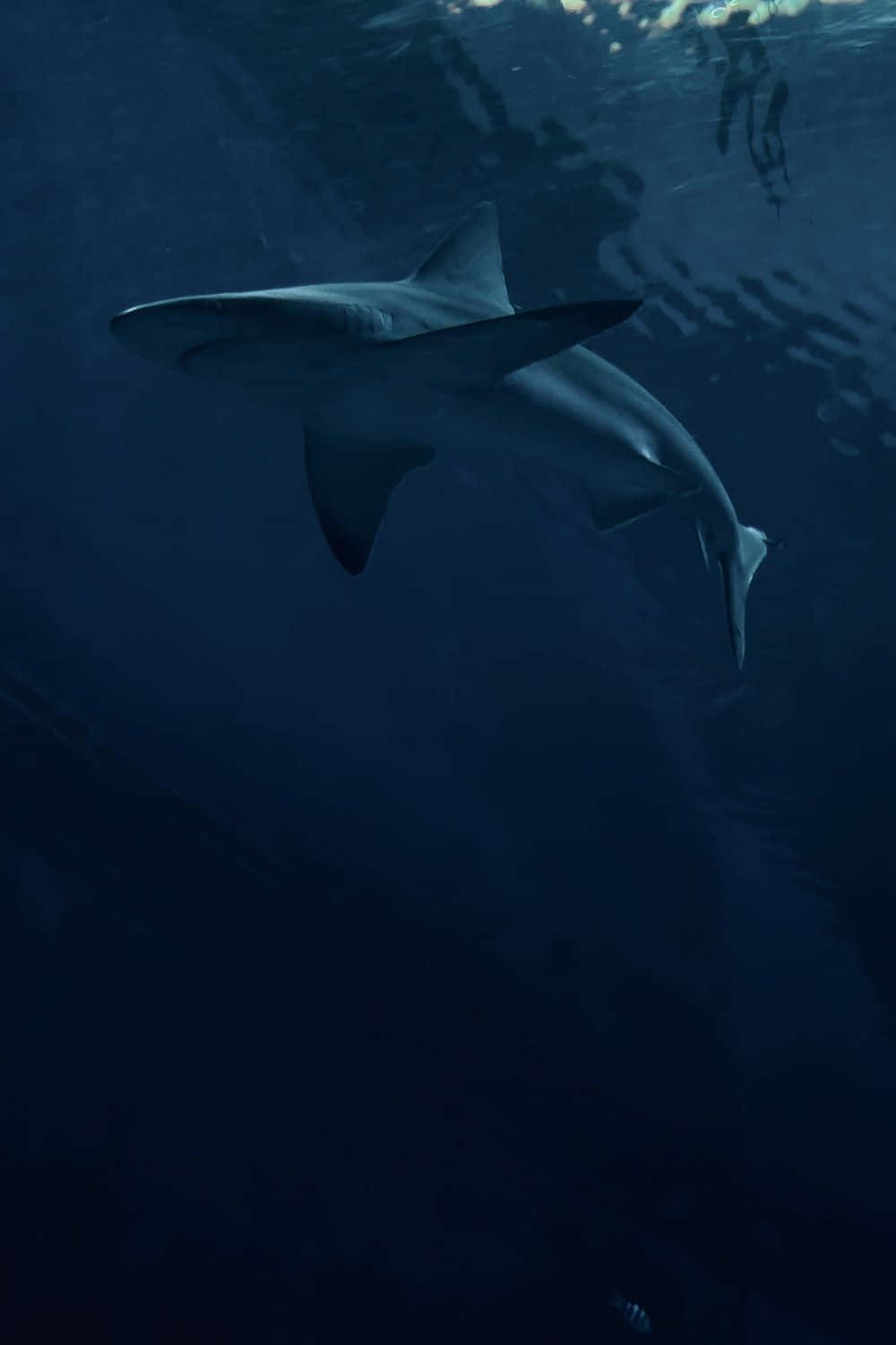 Scary Shark 桌布 壁紙 — 一條流線型的鯊魚在深藍色的海洋中滑行，陽光從上方穿透而下。