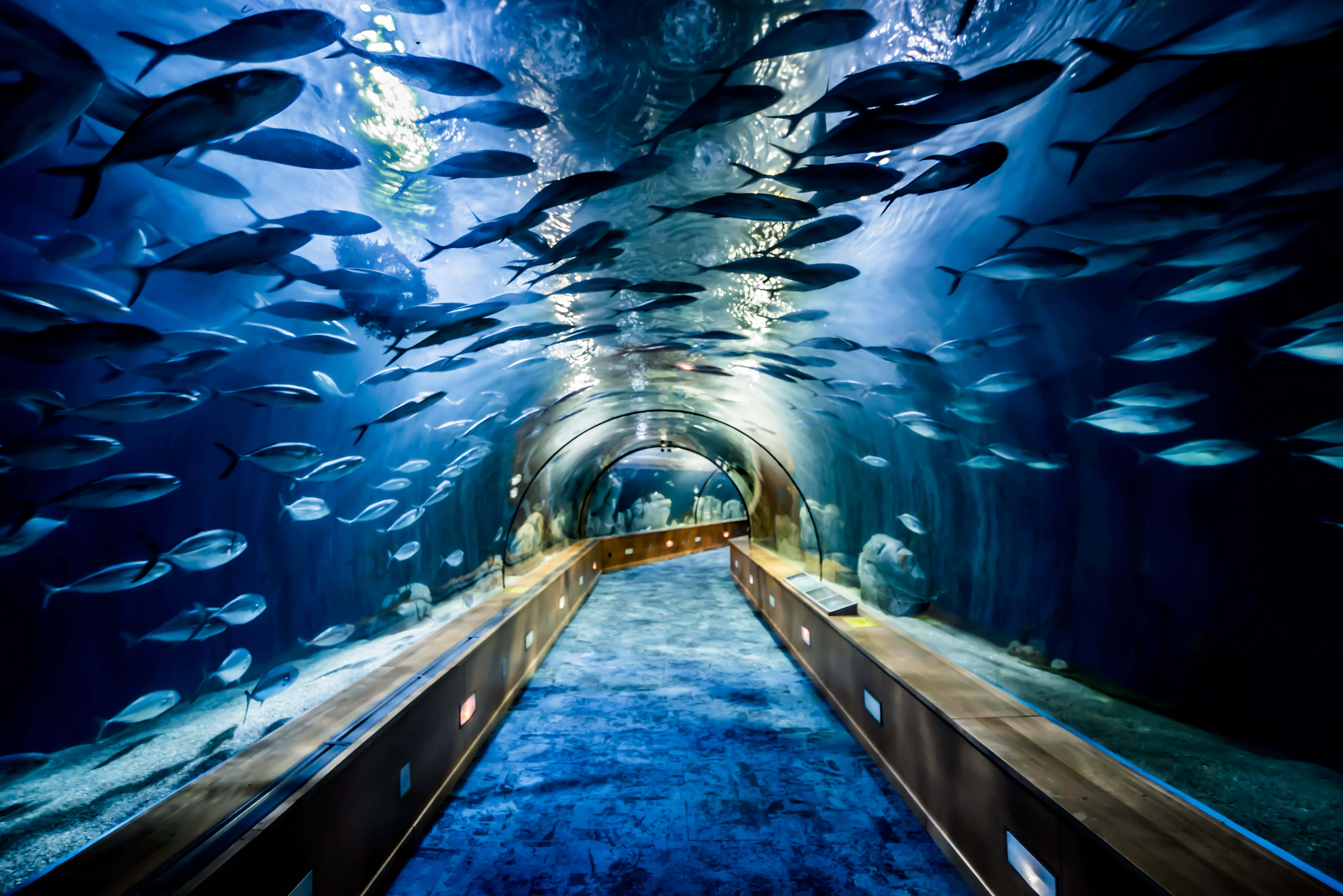Aquarium 桌布 壁紙 — 一條浸沒在藍光中的水下隧道，魚群在其彎曲的玻璃牆上方和周圍游動。