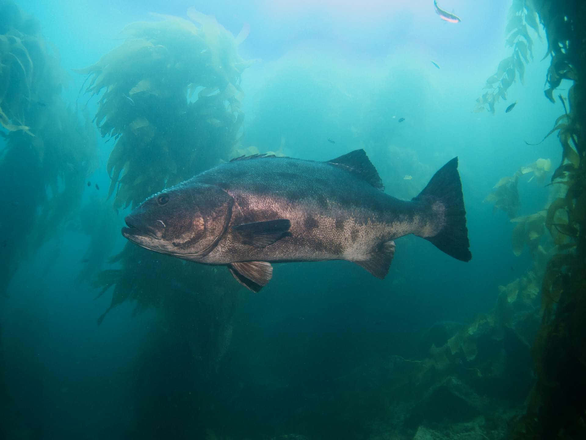 Black Sea Bass 桌布 壁紙 — 一條深色大魚在陽光普照的碧綠海水中滑行，四周環繞著搖曳的海藻森林。