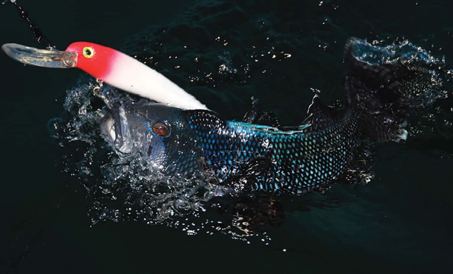 Black Sea Bass 桌布 壁紙 — 一條深色鱗片的魚從深水中躍起，在半空中搶奪一個紅白相間的魚餌。