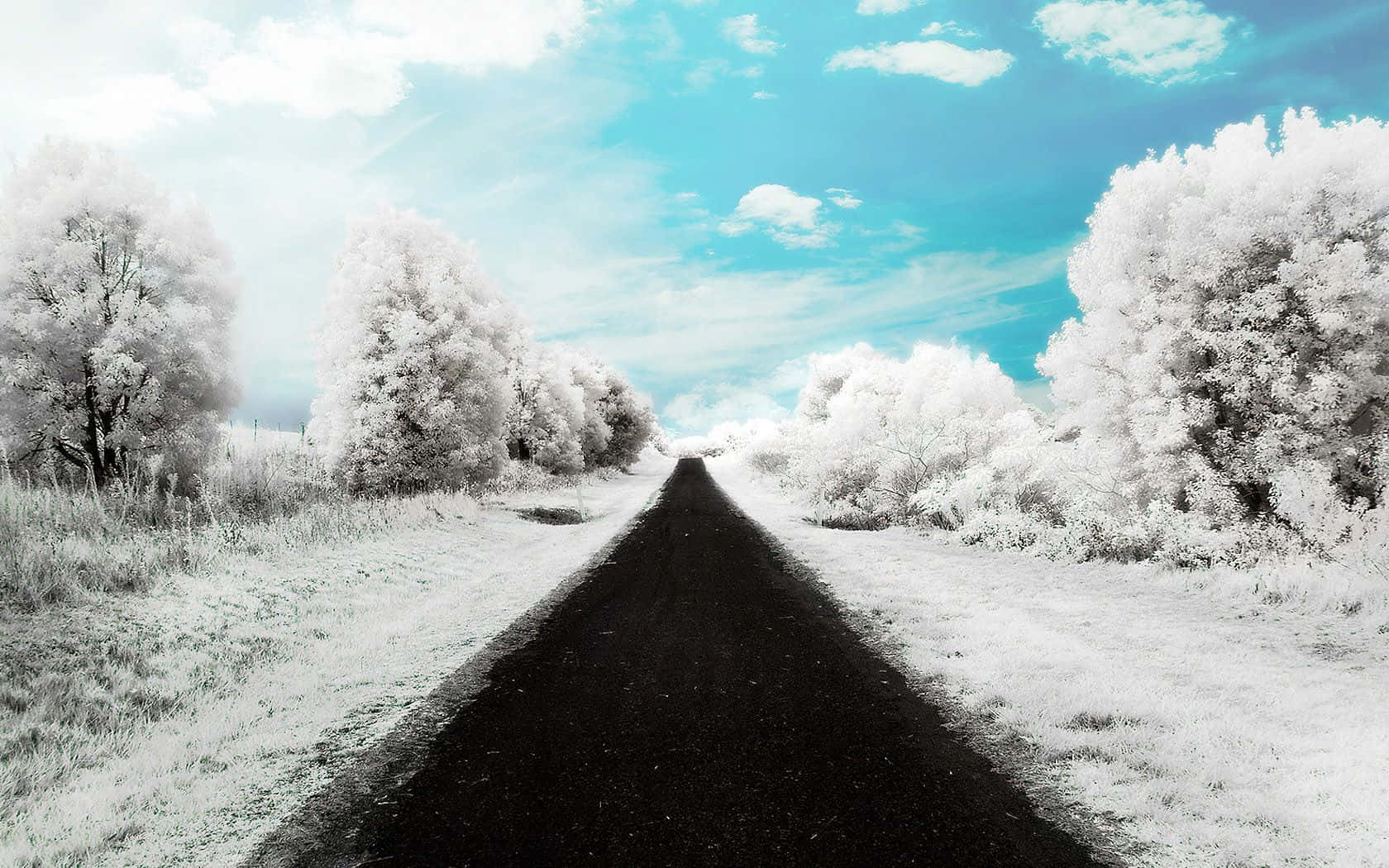 Icy Road 桌布 壁紙 — 一條清晰的黑色道路穿過雪覆蓋的森林，在鮮豔的藍天下有蓬鬆的白雲。
