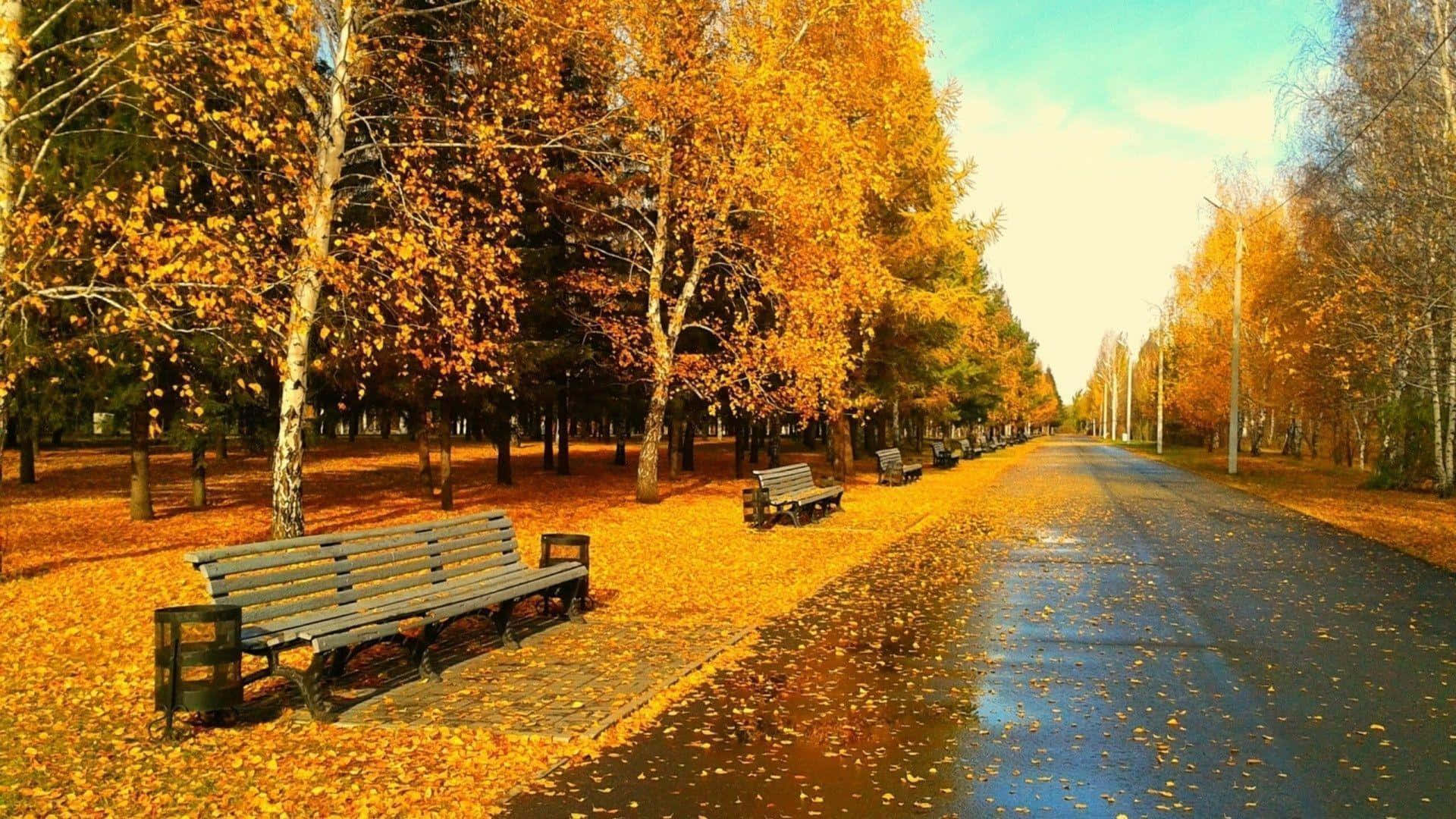 Fall Nature 桌布 壁紙 — 一條潮濕的秋日小徑，兩旁種滿金黃色的樺樹和木製長椅，上方是明亮的藍天。