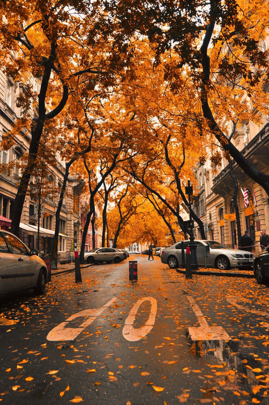 Fall City 桌布 壁紙 — 一條潮濕的秋日街道，兩旁金黃色的樹木拱起，在柔和日光下倒映在水坑中。