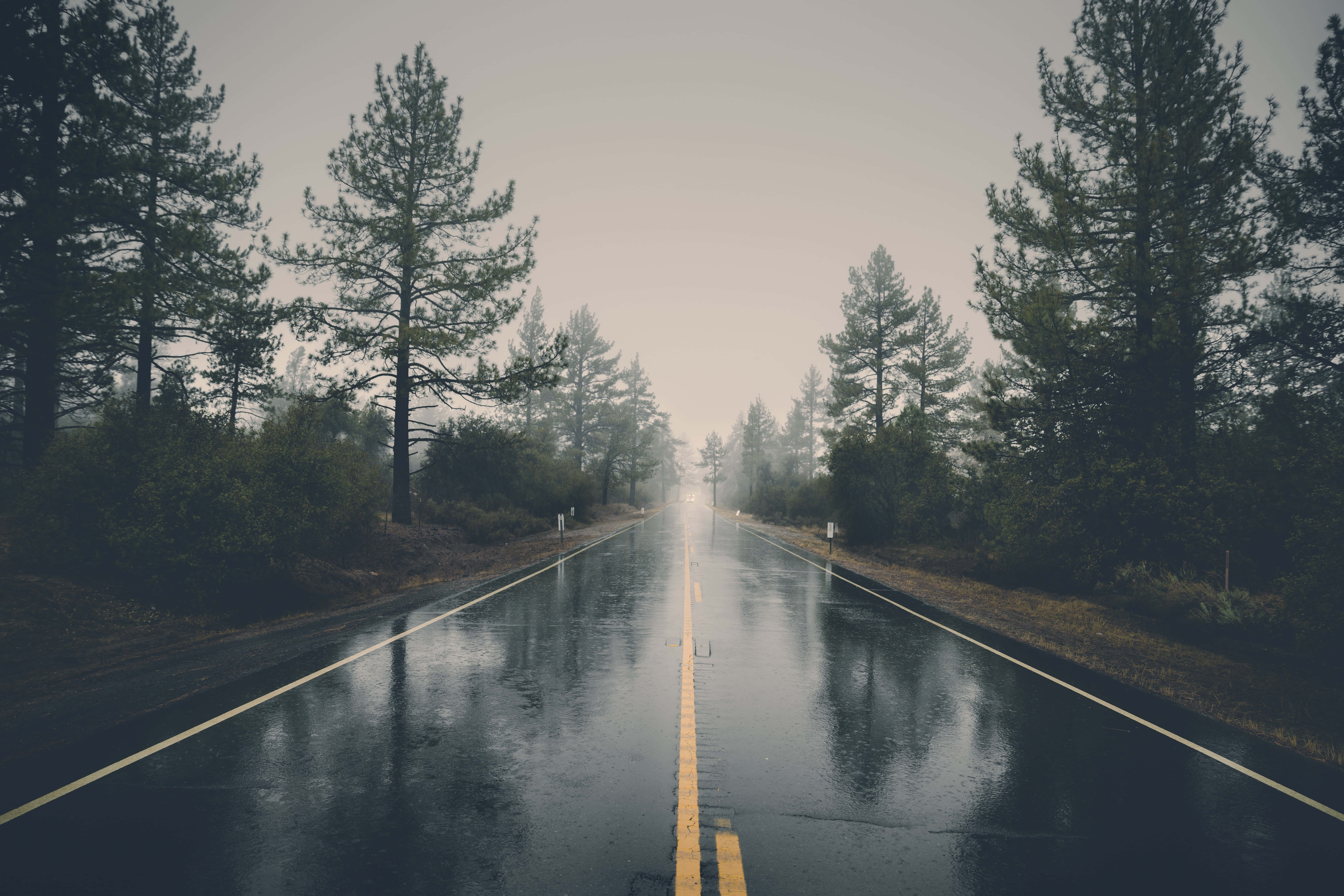 road trip 桌布 壁紙 — 一條濕漉漉的瀝青路在陰天之下延伸進被高大松樹環繞的迷霧森林。