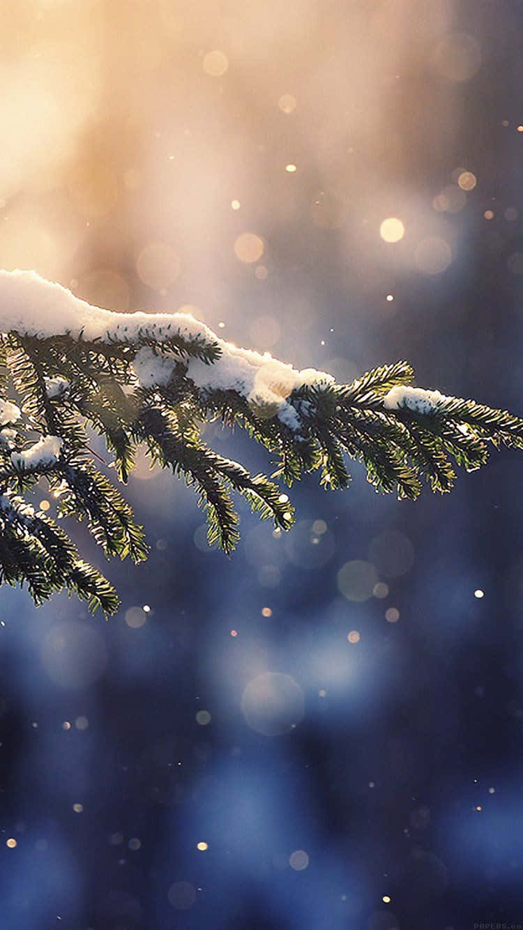 Winter Photography 桌布 壁紙 — 一條灑滿雪花的松樹枝在柔和藍色散景背景下，於溫暖的金色陽光中閃閃發光。