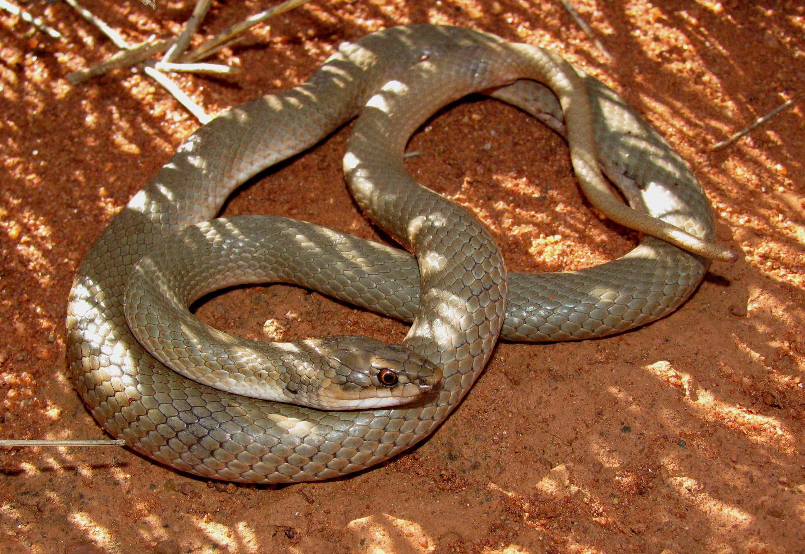 Brown Snake 桌布 壁紙 — 一條灰色蛇盤繞在陽光斑駁的紅土上，其鱗片透過散落的樹影捕捉光線。