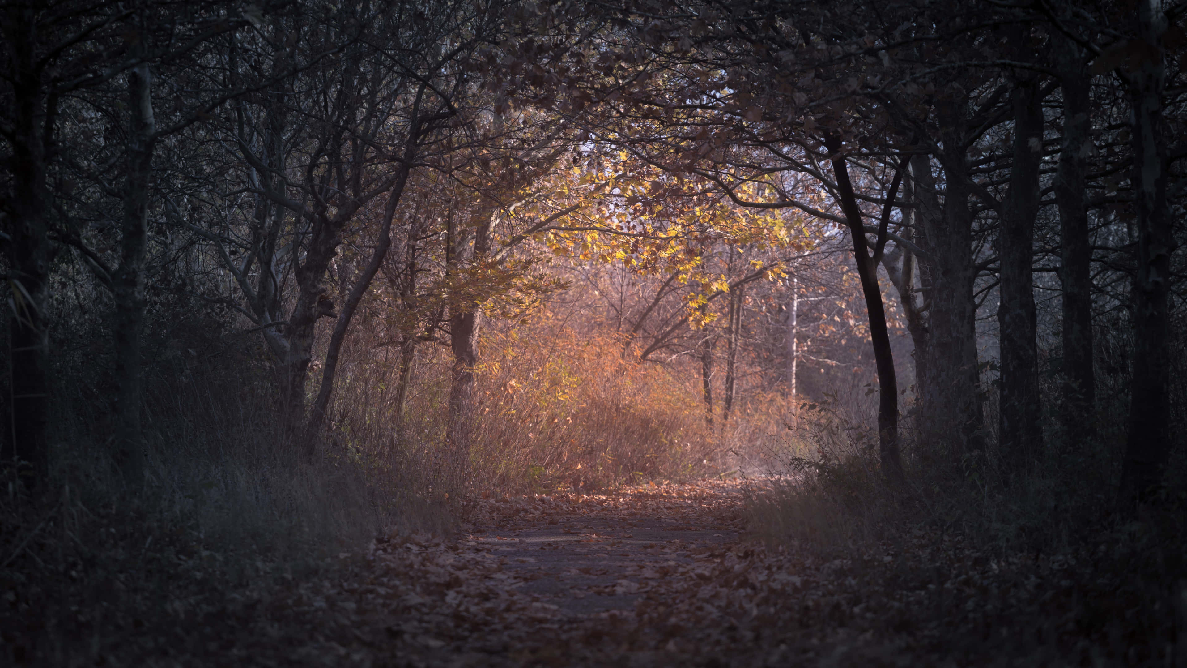 Autumn Trails 桌布 壁紙 — 一條狹窄的森林小徑蜿蜒穿過光禿禿的樹木，金黃色的秋葉在柔和晨光中閃耀。