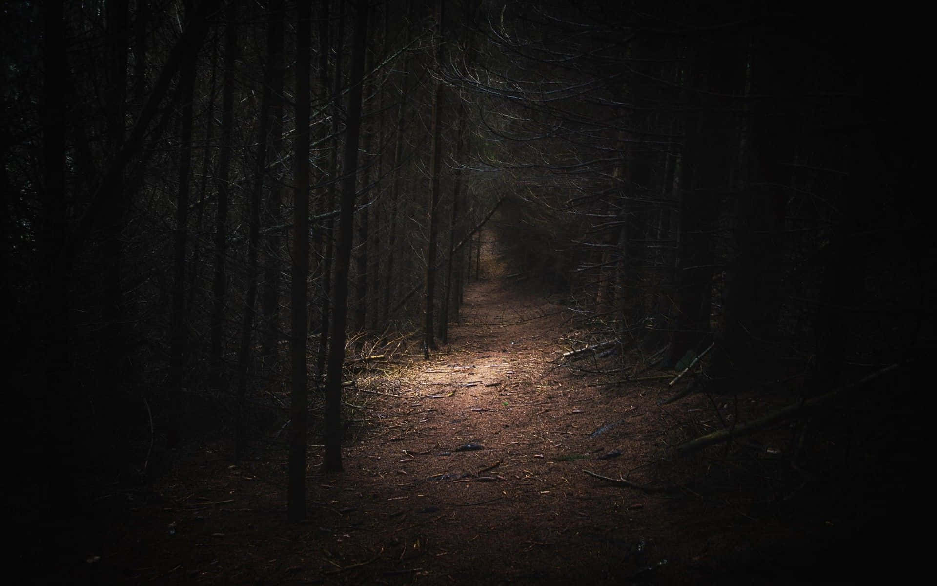 Dark Landscape 桌布 壁紙 — 一條狹窄的森林小徑蜿蜒穿過茂密的黑暗樹木，一道光束照亮了前方的小路。