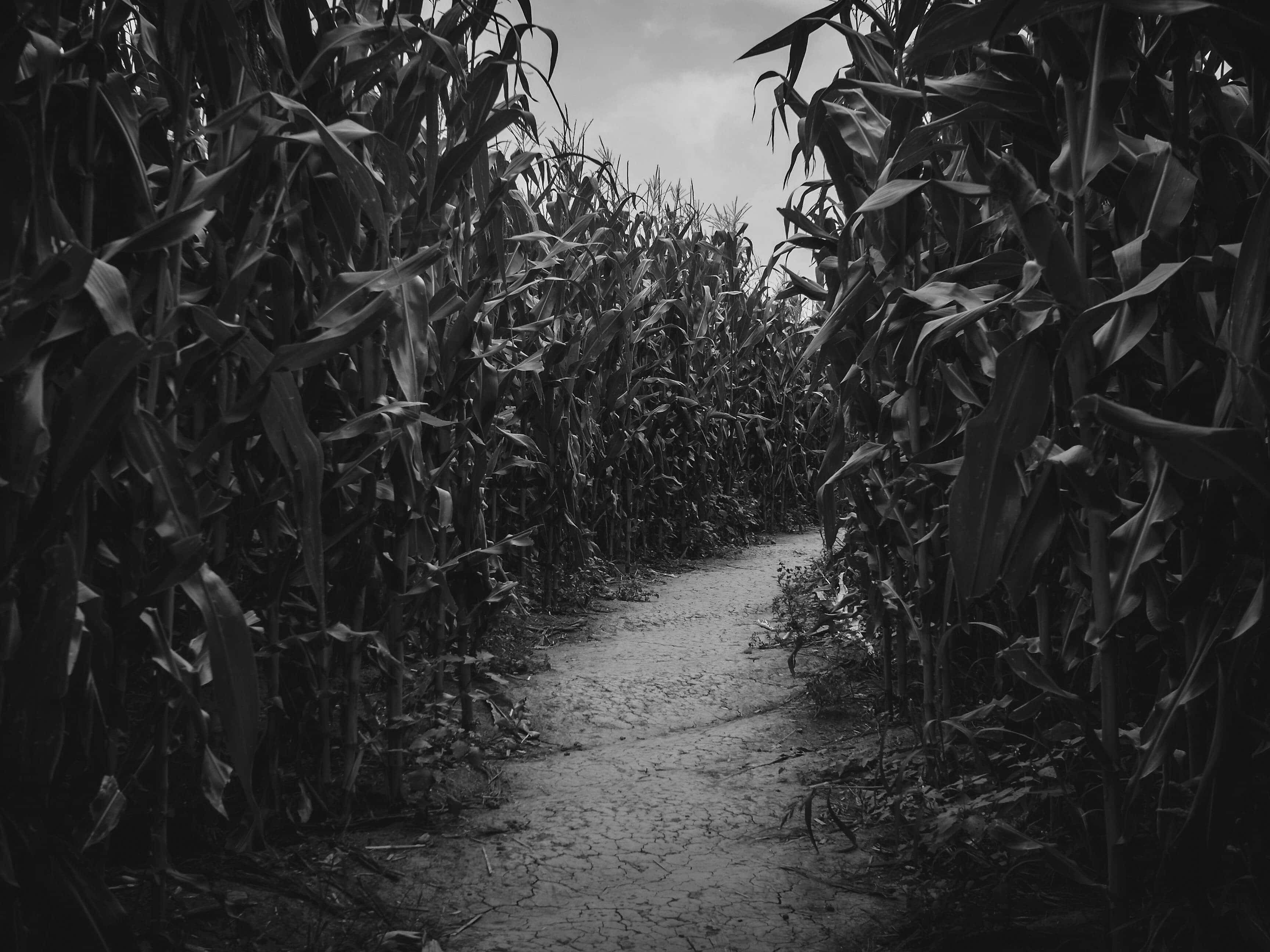 Haunted Corn Mazes 桌布 壁紙 — 一條狹窄的泥路蜿蜒穿過高聳的玉米稈，天空陰沉，田野呈現單色調。