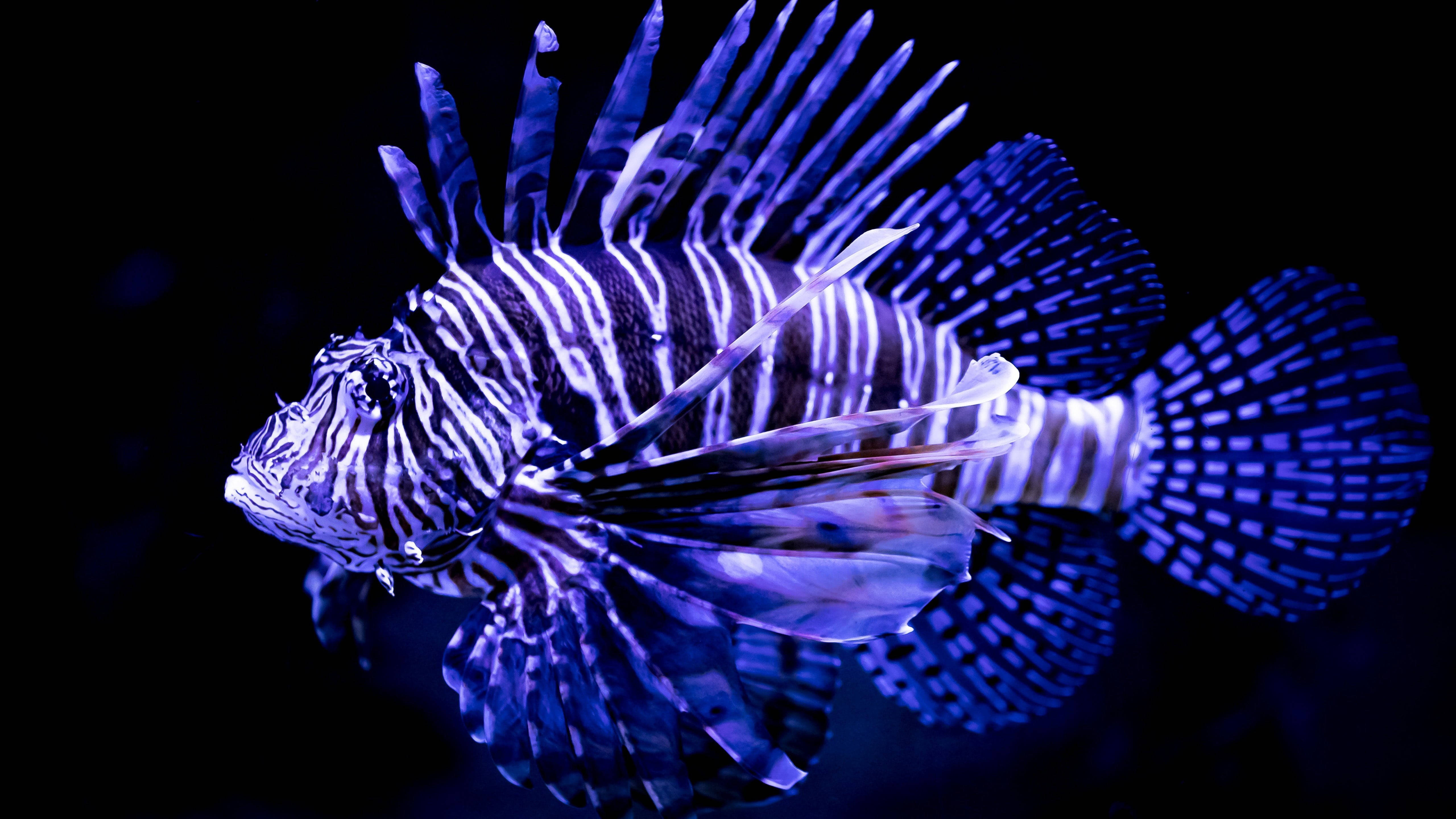 Beautiful Fish 桌布 壁紙 — 一條獅子魚在漆黑的水下背景中發出電藍色和白色的條紋光芒。