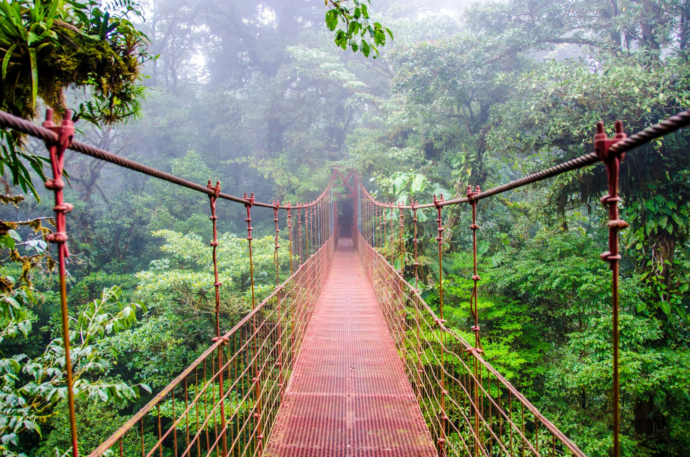 Costa Rica 桌布 壁紙 — 一條生鏽的紅色吊橋穿過霧氣瀰漫的翡翠色叢林樹冠，兩側長滿茂密的樹葉。