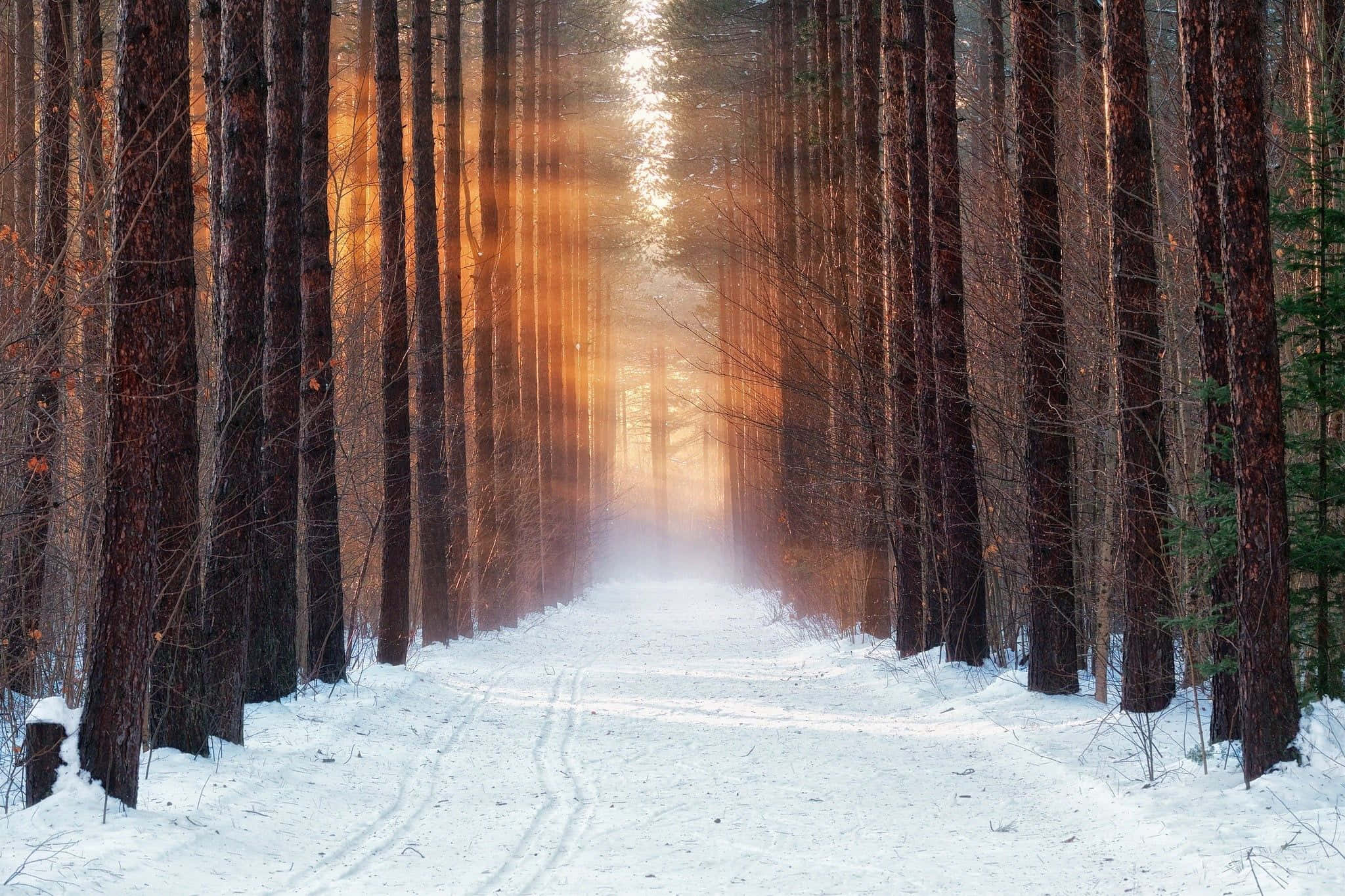 Winter Forest 桌布 壁紙 — 一條白雪覆蓋的森林小徑，兩旁高聳的樹木沐浴在穿透樹冠的金色陽光中。