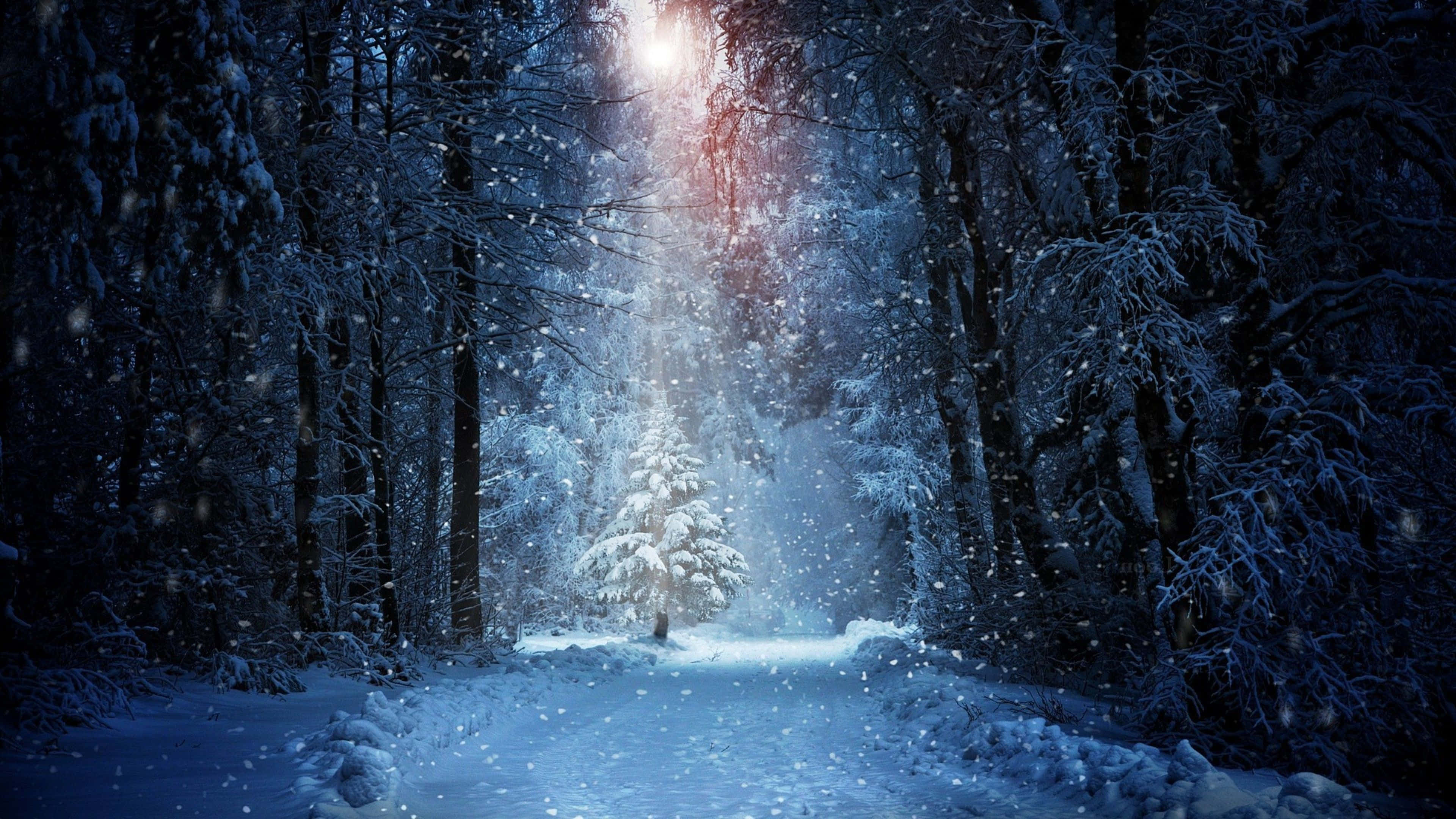 Winter Forest 桌布 壁紙 — 一條白雪覆蓋的森林小徑在耀眼的光束下閃耀，雪花在深藍色的冬日樹木間飄舞。