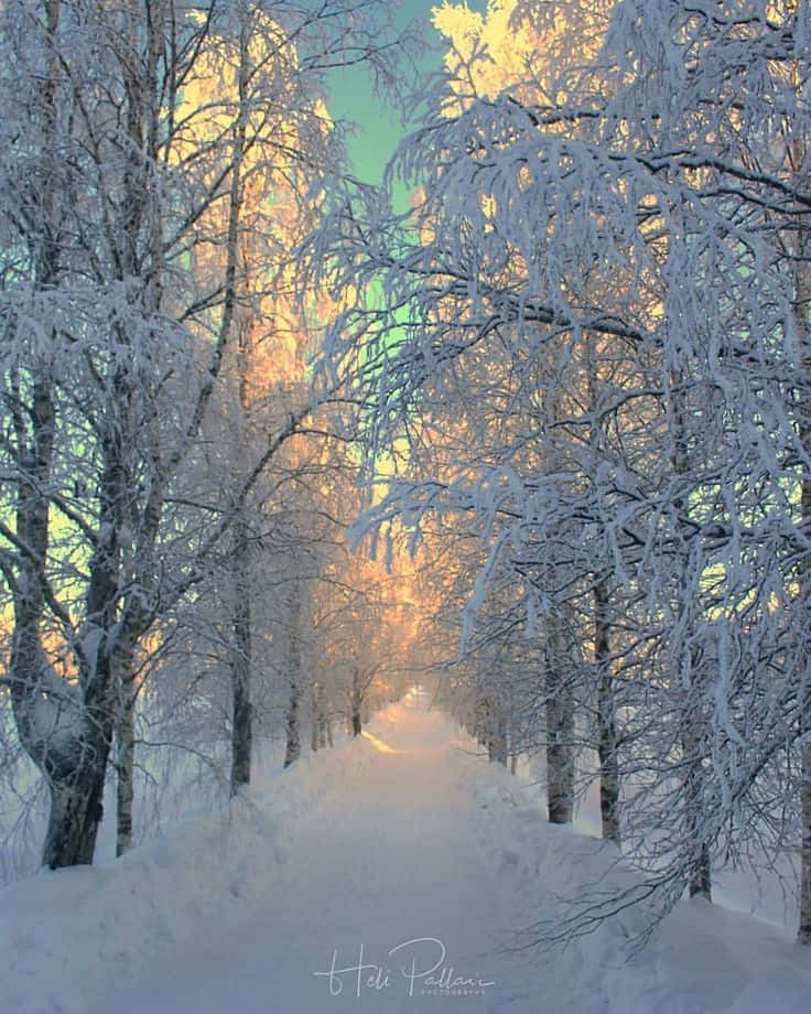 Winter Photography 桌布 壁紙 — 一條白雪覆蓋的森林小徑溫暖地發光，金色的陽光穿過結霜的樹枝，映襯著青綠色的天空。