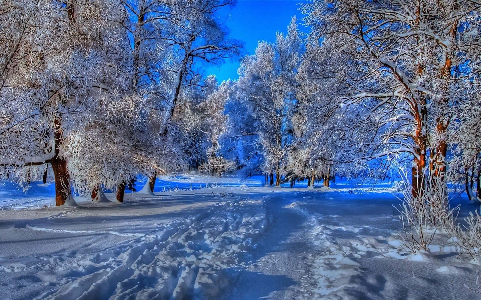 Winter Blues 桌布 壁紙 — 一條白雪覆蓋的森林小徑蜿蜒穿過結霜的樹木，在湛藍的冬日天空下。