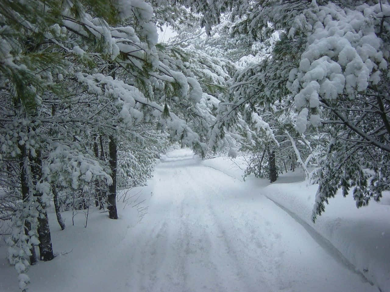 Snowstorm 桌布 壁紙 — 一條白雪覆蓋的森林小徑蜿蜒穿過高聳的松樹，樹上掛滿了新鮮的白雪，天空陰沉。