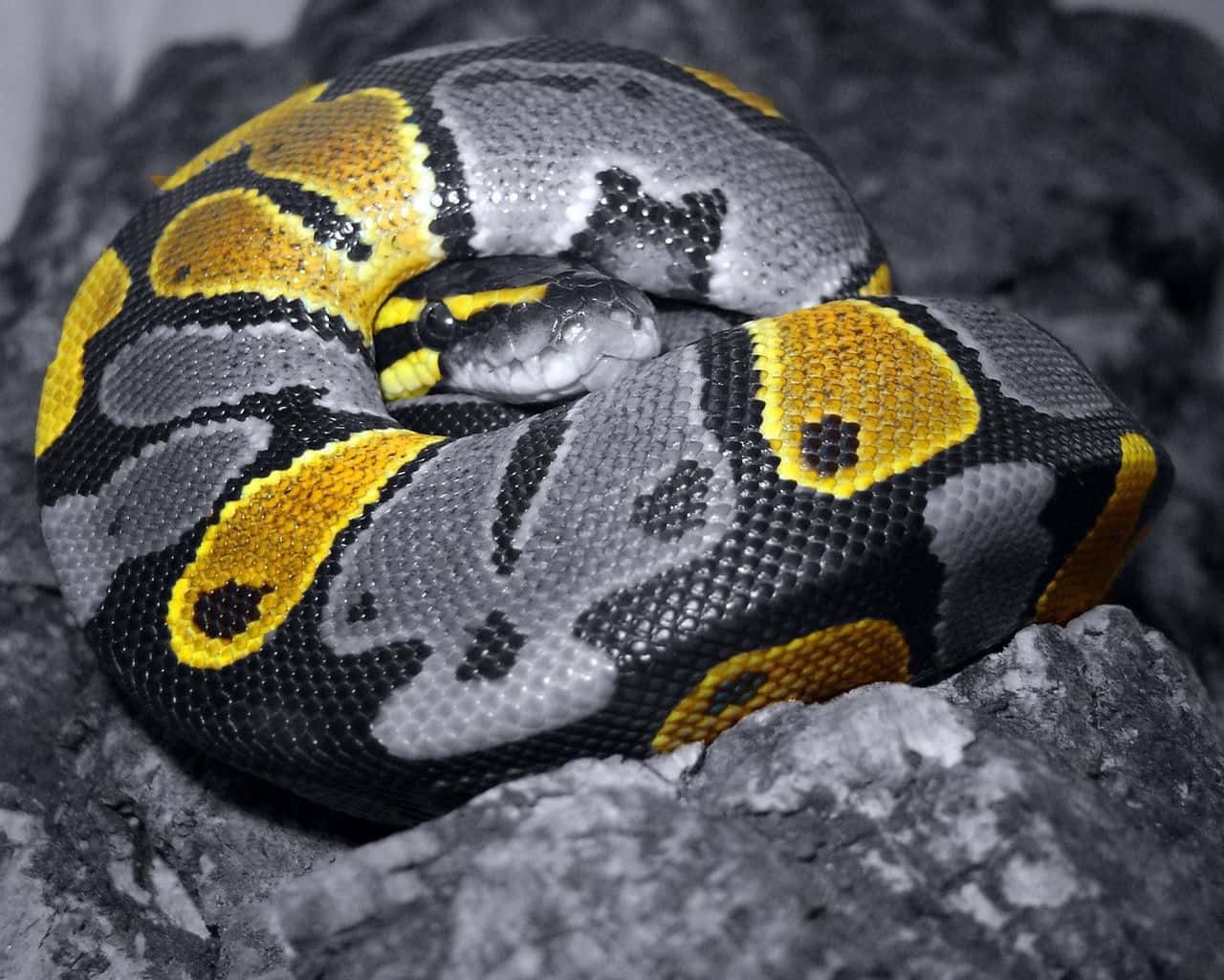 Yellow Snake 桌布 壁紙 — 一條盤繞的球蟒，帶有鮮豔的黃色和黑色圖案，在單色環境中休息在紋理灰色岩石上。