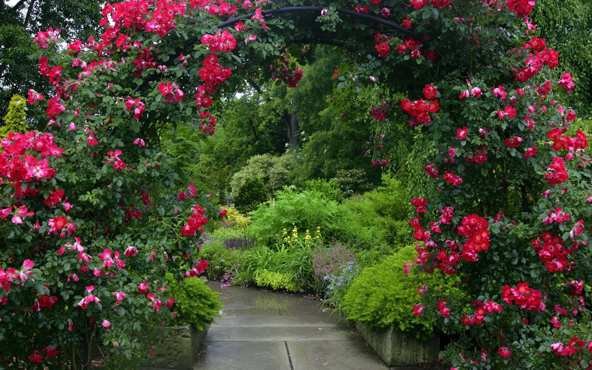 Garden Photography 桌布 壁紙 — 一條石徑蜿蜒穿過茂密的花園，由盛開的粉紅玫瑰和綠色樹葉組成的 vibrant 拱門框住。