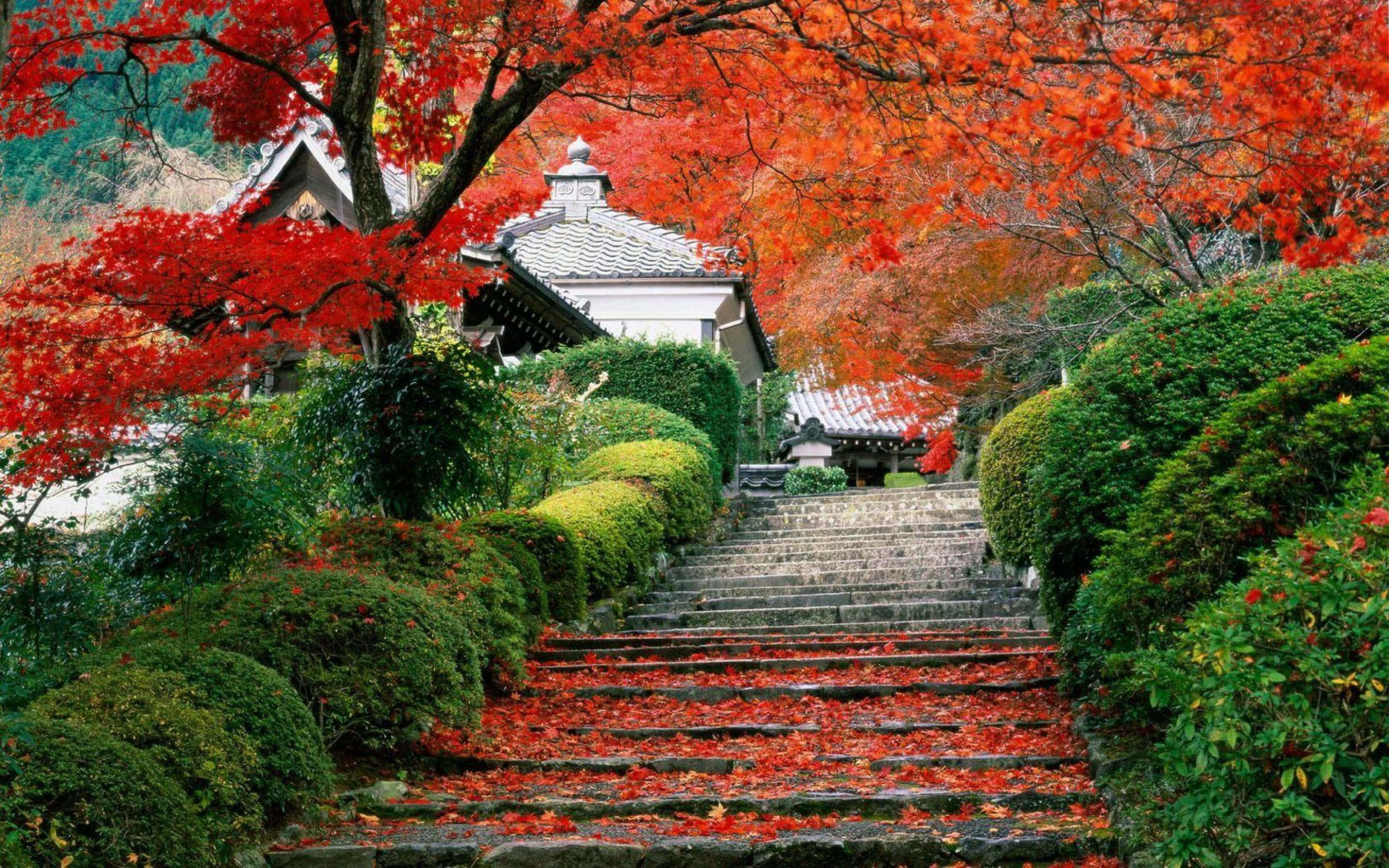 Picturesque 桌布 壁紙 — 一條石階蜿蜒穿過鮮紅的楓樹和綠色灌木，通往傳統的日本寺廟建築。