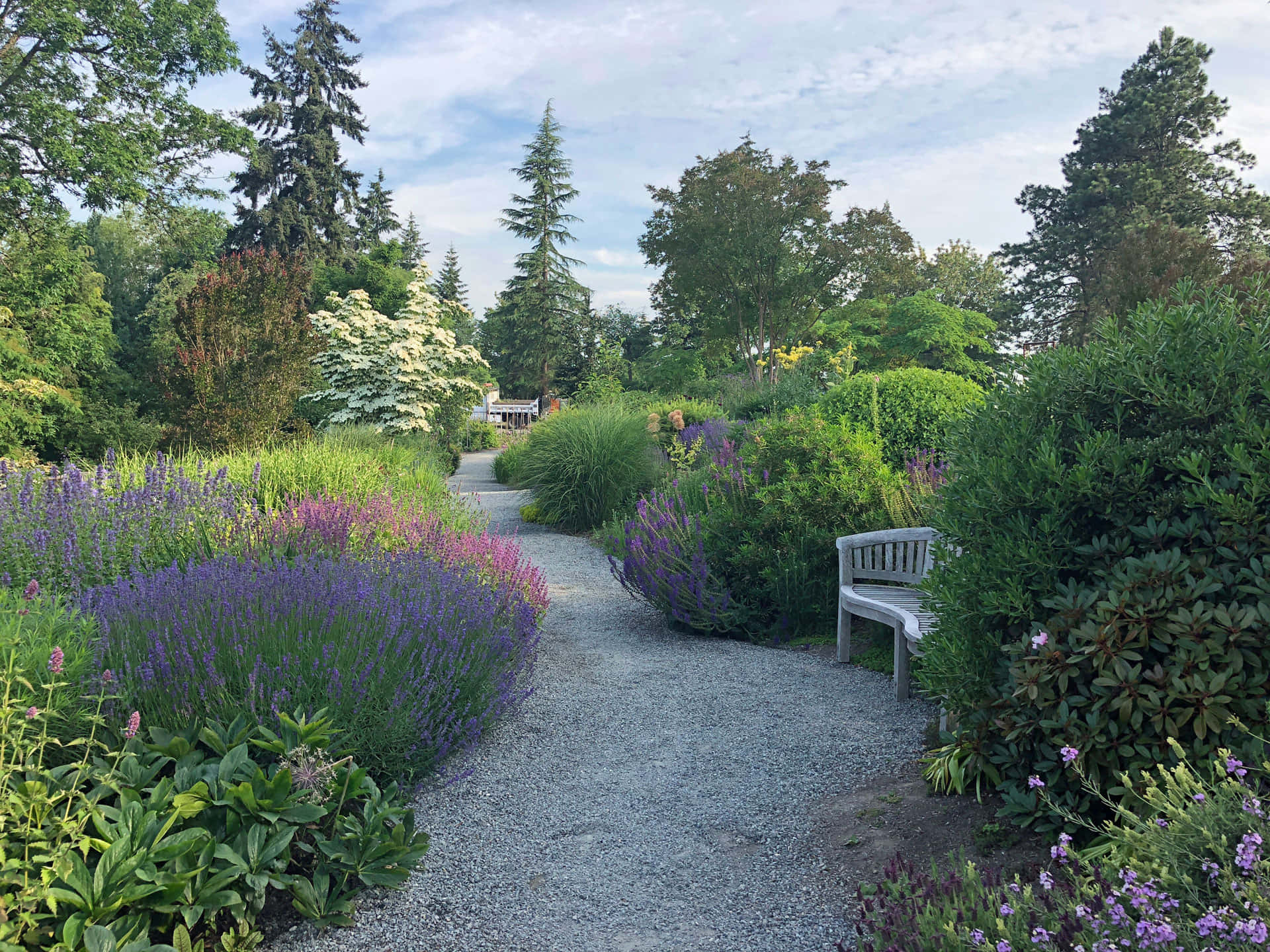 Botanical Garden 桌布 壁紙 — 一條碎石路蜿蜒穿過一個茂盛的花園，在部分多雲的天空下，充滿了紫色的薰衣草和綠色的樹葉。