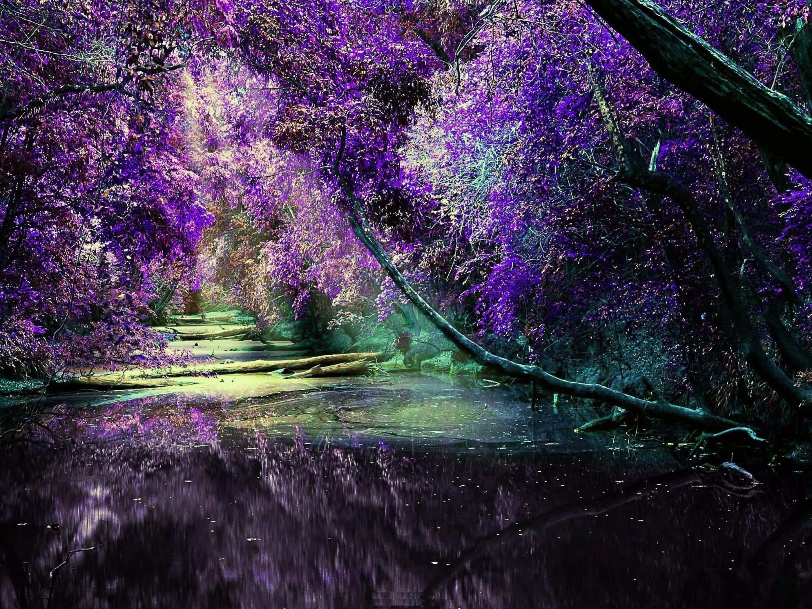 Lilac Tree 桌布 壁紙 — 一條神秘嘅森林小徑喺紫色樹冠倒影下，喺寧靜嘅黃昏溪流中閃耀。