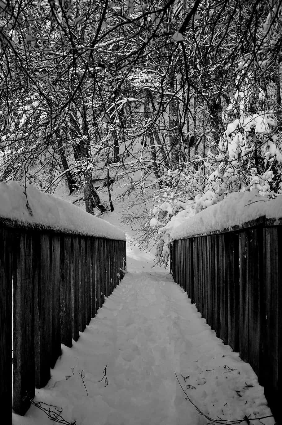 Black And White Nature 桌布 壁紙 — 一條積雪的木橋蜿蜒穿過茂密的冬季森林，天空呈現單色調。