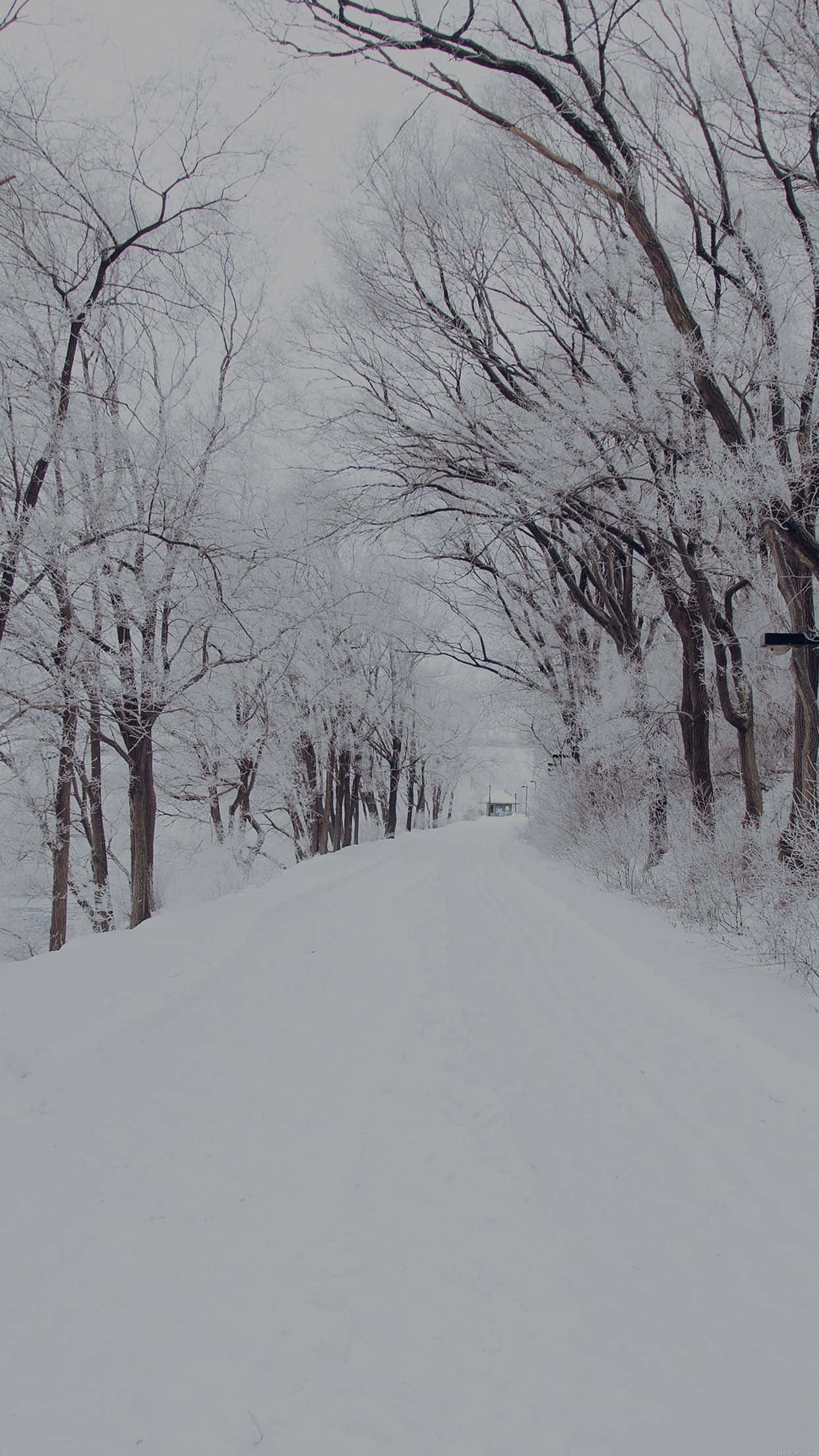 Snowstorm 桌布 壁紙 — 一條積雪的道路蜿蜒穿過寂靜的冬季森林，光禿禿的樹木在陰天天空下披著霜。