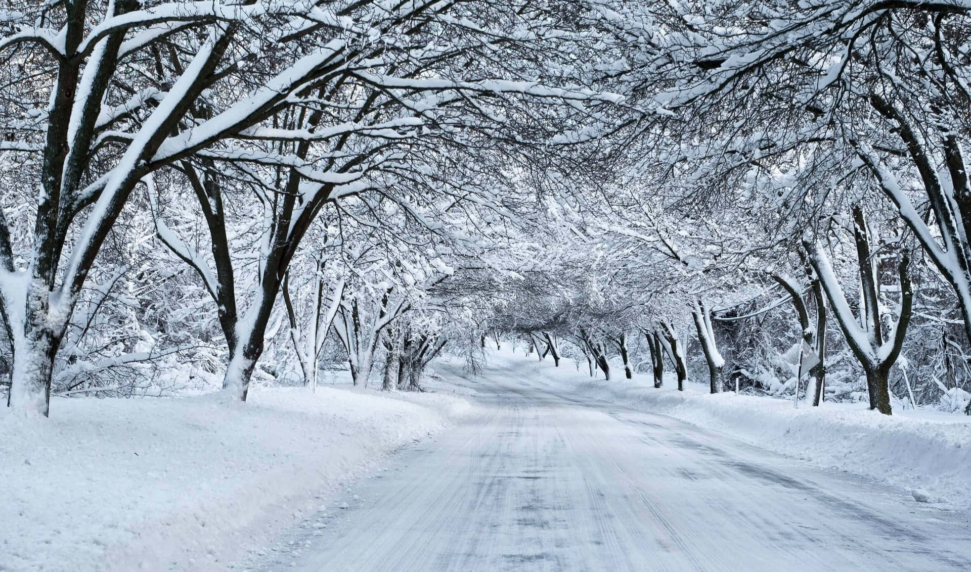 Snow Trees 桌布 壁紙 — 一條積雪的道路蜿蜒穿過寧靜的冬季森林，光禿禿的樹木在頭頂拱起。