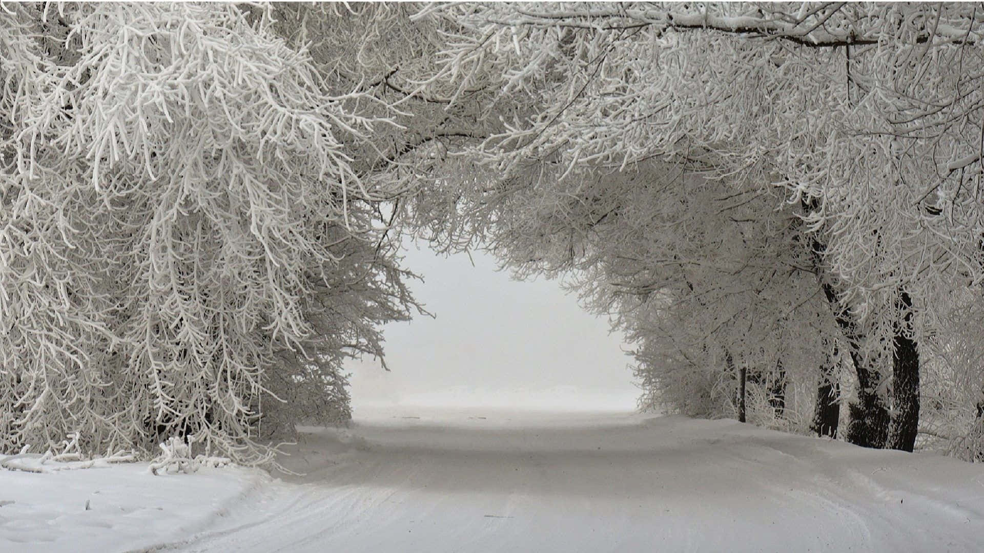 Winter Trees 桌布 壁紙 — 一條積雪的道路蜿蜒穿過結霜樹木形成的隧道，上方是朦朧的冬日天空。