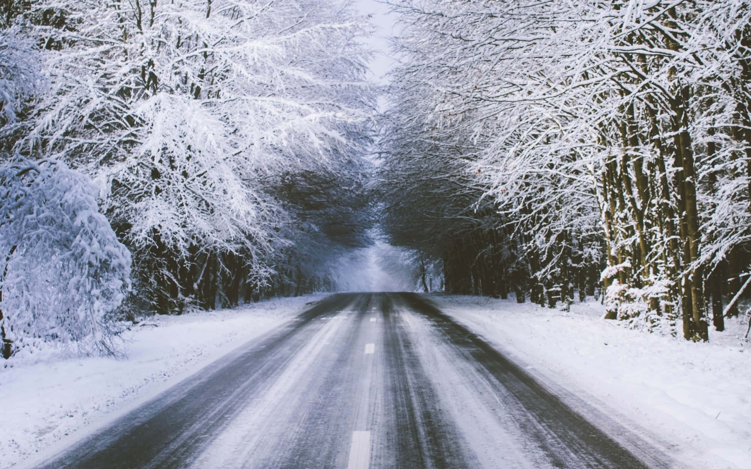 Snowy Road 桌布 壁紙 — 一條積雪的道路蜿蜒穿過茂密的冬季森林，掛滿霜雪的樹枝在頭頂彎曲成拱形。
