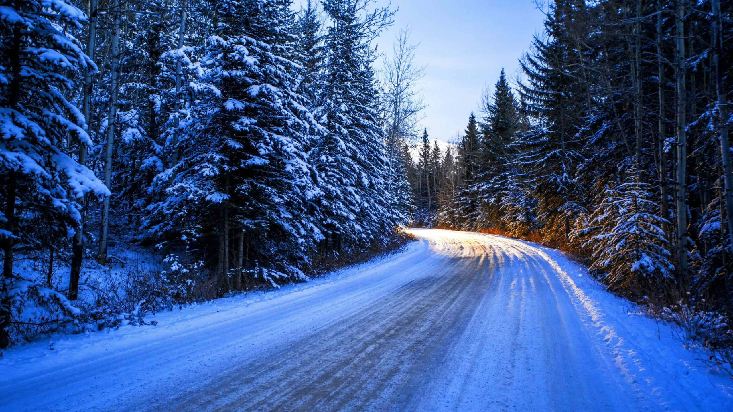 Icy Road 桌布 壁紙 — 一條積雪的道路蜿蜒穿過茂密的雪松林，在清澈的冬日藍天下。