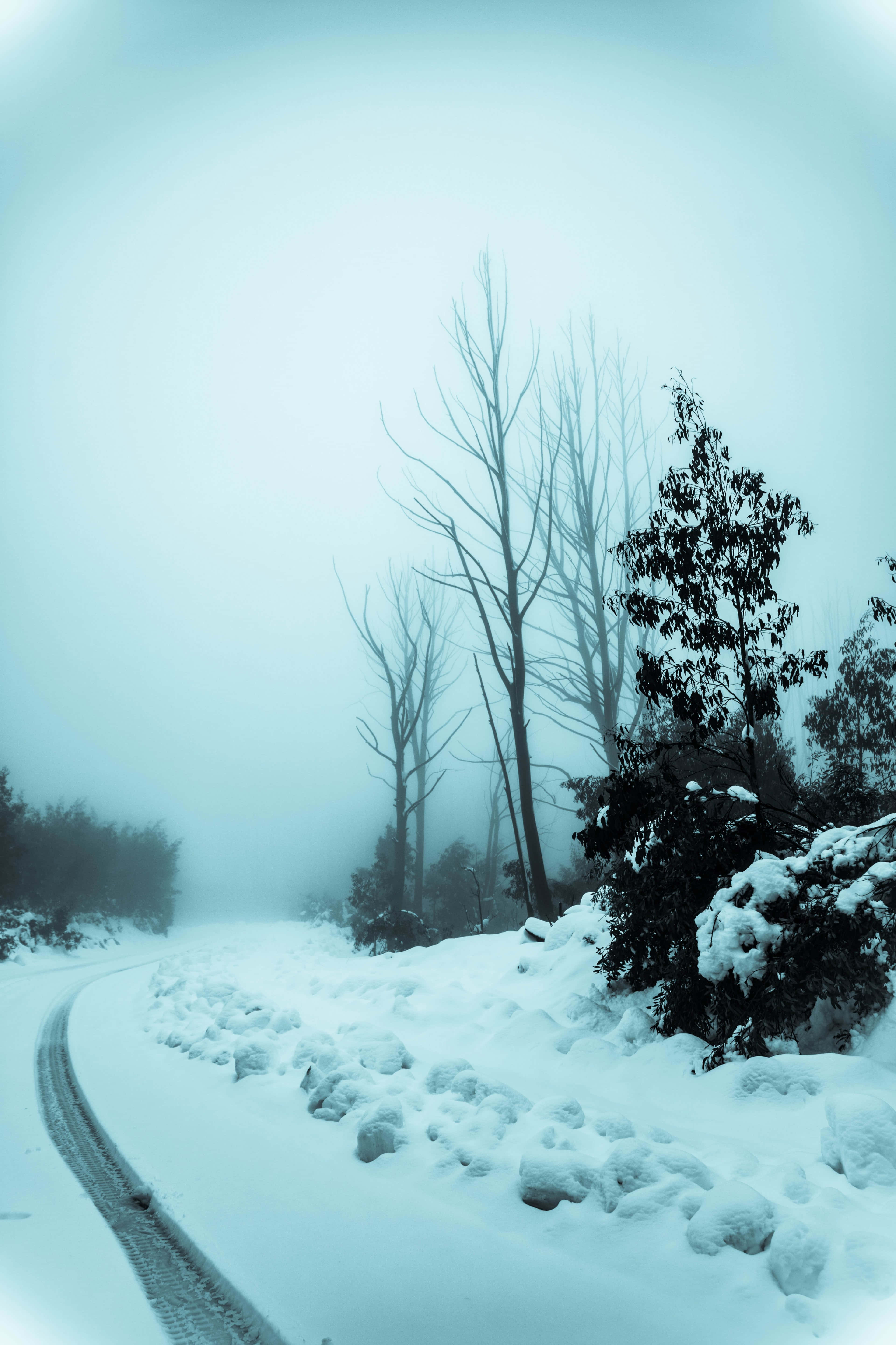 Snowy Road 桌布 壁紙 — 一條積雪的道路蜿蜒穿過霧氣瀰漫的冬季森林，有光禿禿的樹木和常青樹，在淡藍色的天空下。