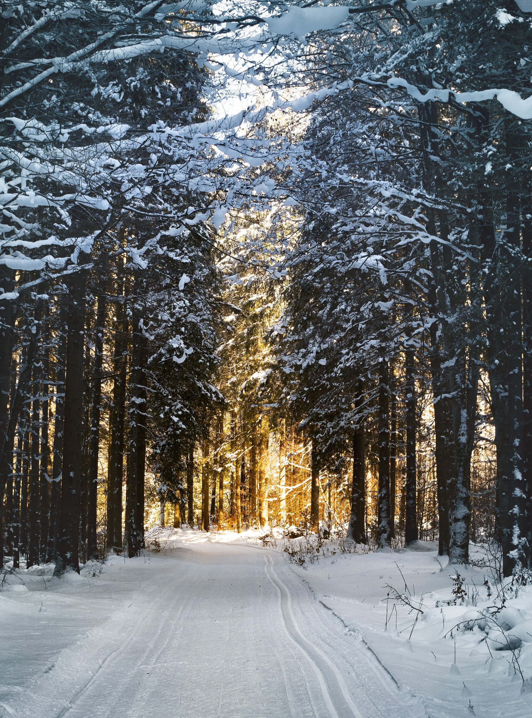 Beautiful Winter 桌布 壁紙 — 一條積雪覆蓋的森林小徑蜿蜒穿過高大的常青樹，金色的陽光穿過樹枝，營造出寧靜的冬日景象。