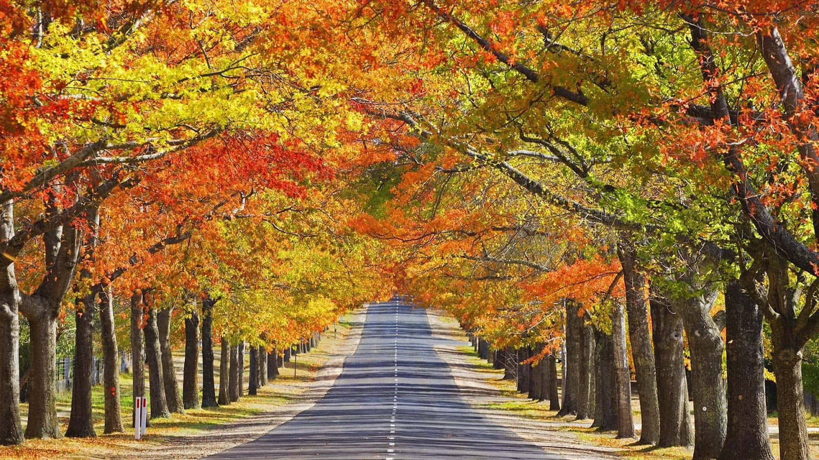 Autumn Season 桌布 壁紙 — 一條筆直的道路在秋樹色彩繽紛的樹冠下延伸至遠方，樹葉呈現火紅的橙色、黃色和綠色。