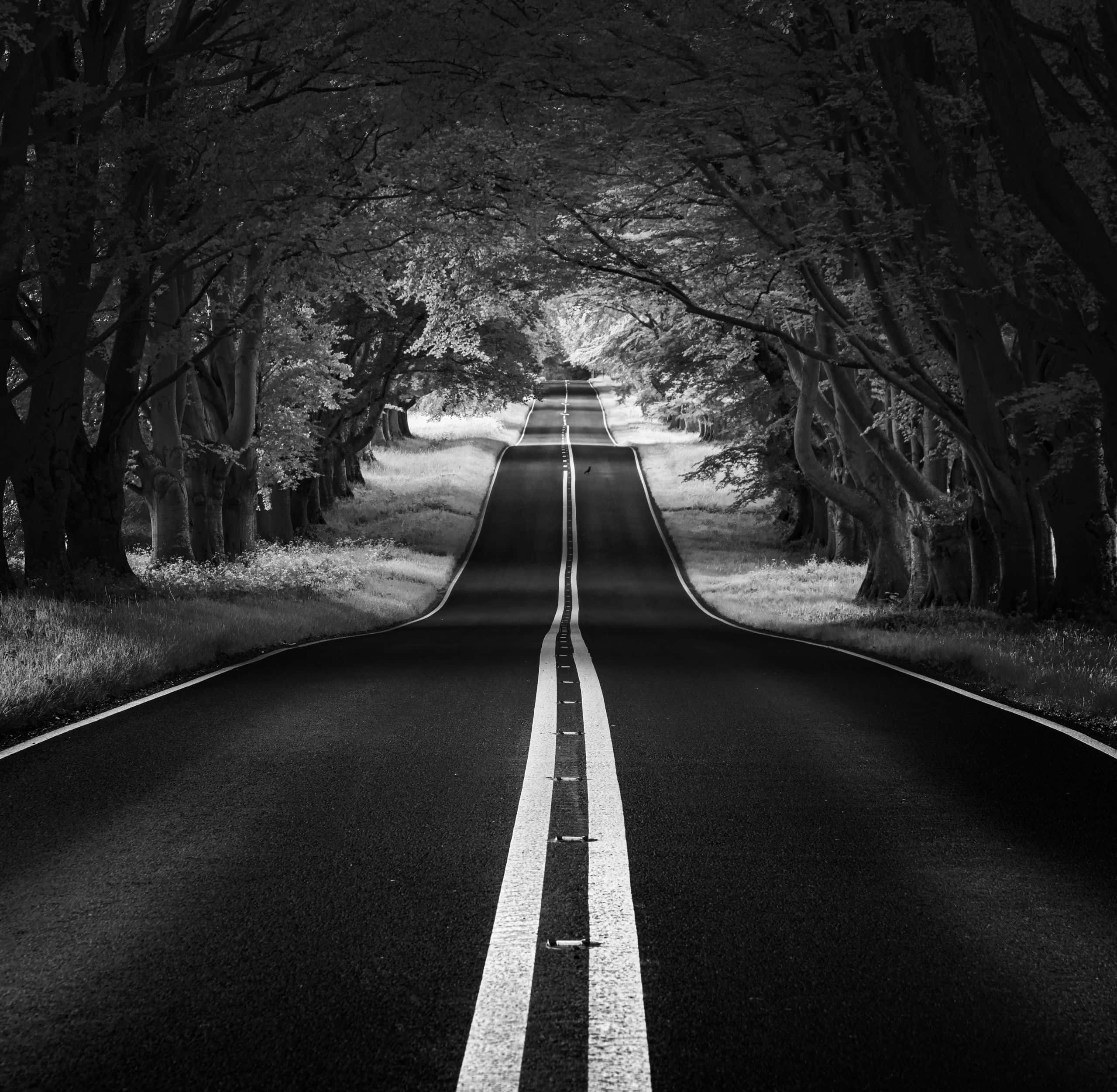 Black And White Street 桌布 壁紙 — 一條筆直道路兩旁樹木茂密，樹枝在上方交錯形成隧道效果的黑白照片。