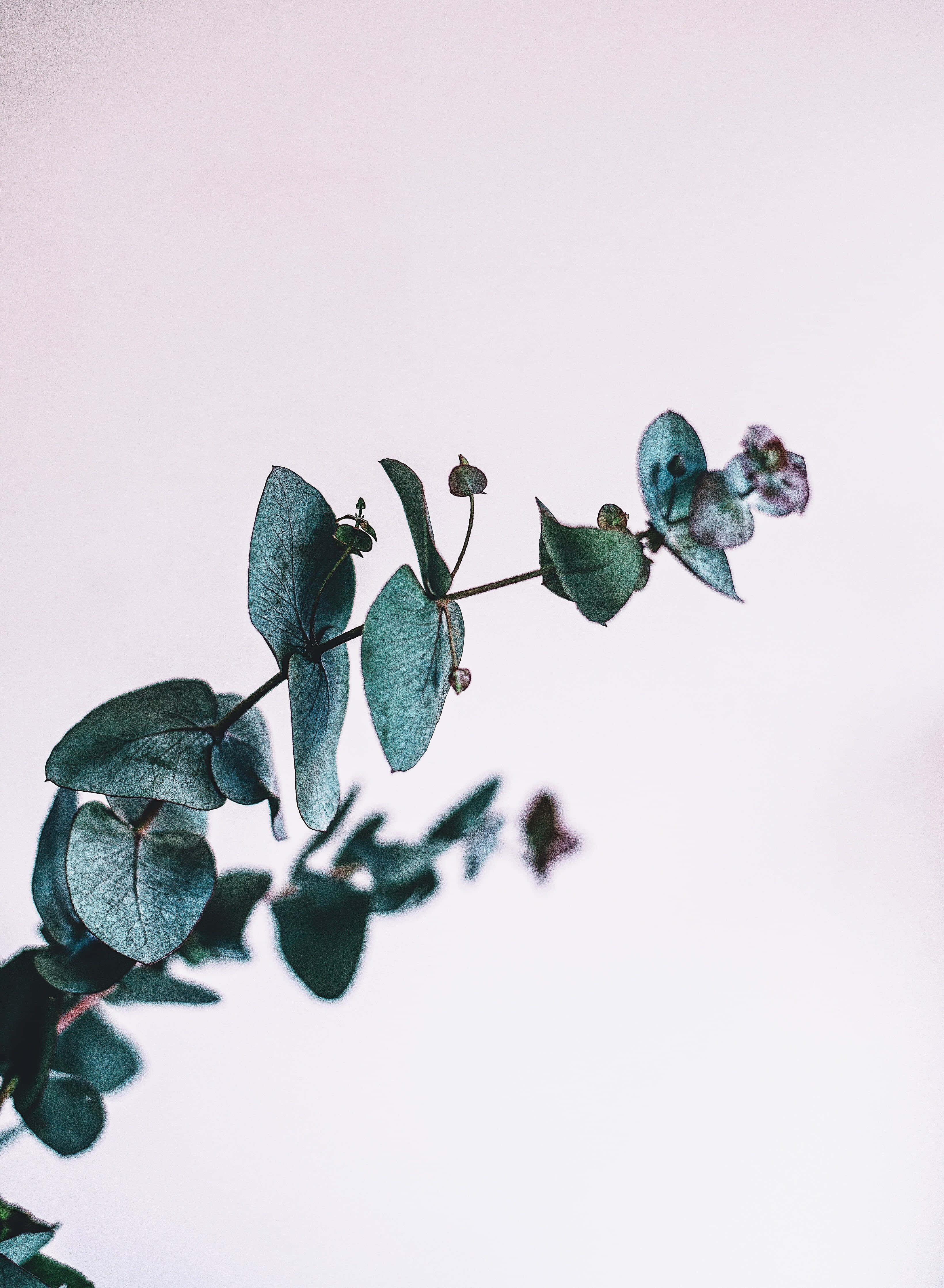 Eucalyptus 桌布 壁紙 — 一條精緻的尤加利樹枝，帶有藍綠色葉子和小花，在柔和的粉紅色背景上對角伸展。