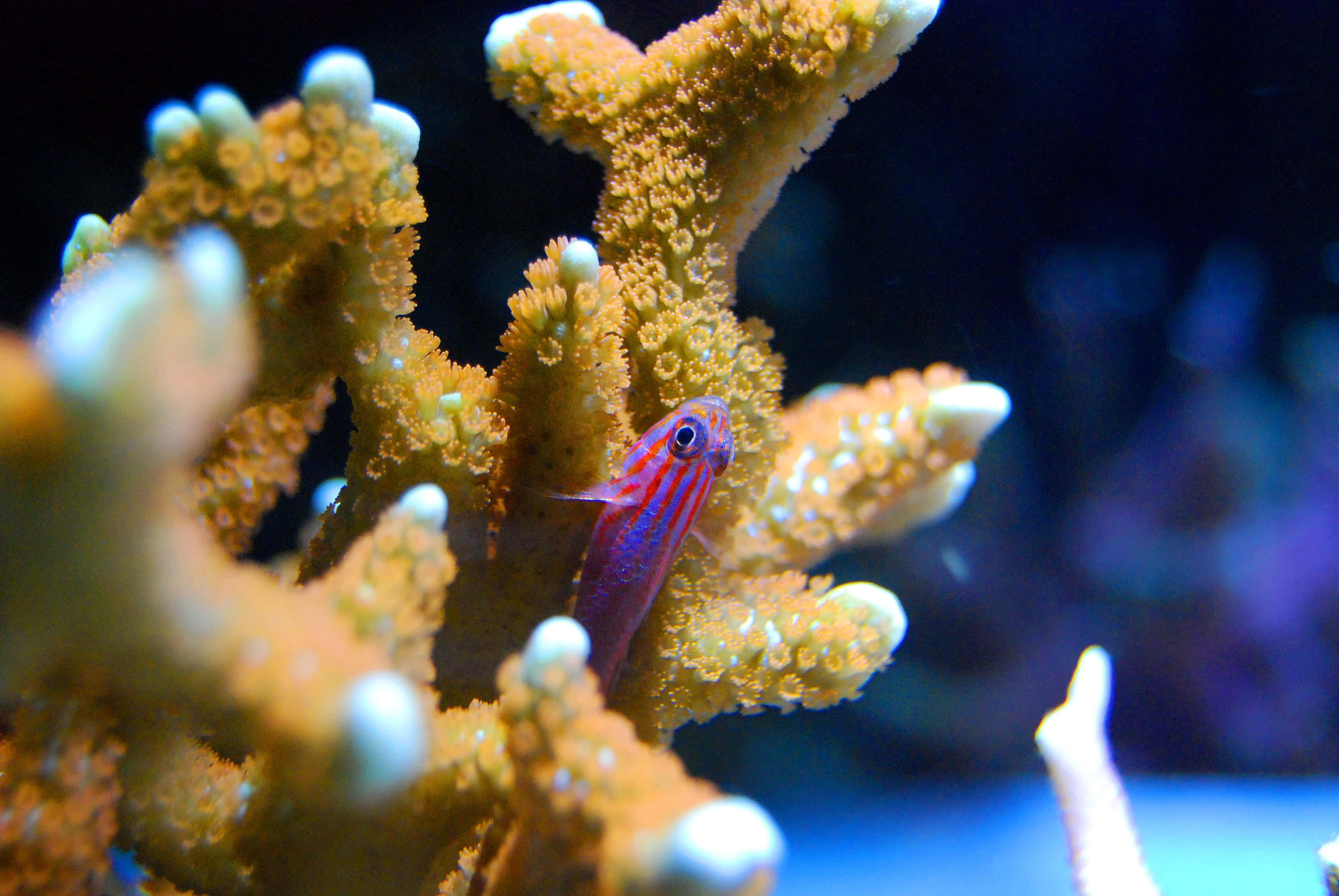 水族箱 桌布 壁紙 — 一條細小紫色和紅色條紋魚隱藏在深藍色水中帶白色尖端的鮮豔橙色珊瑚之間。