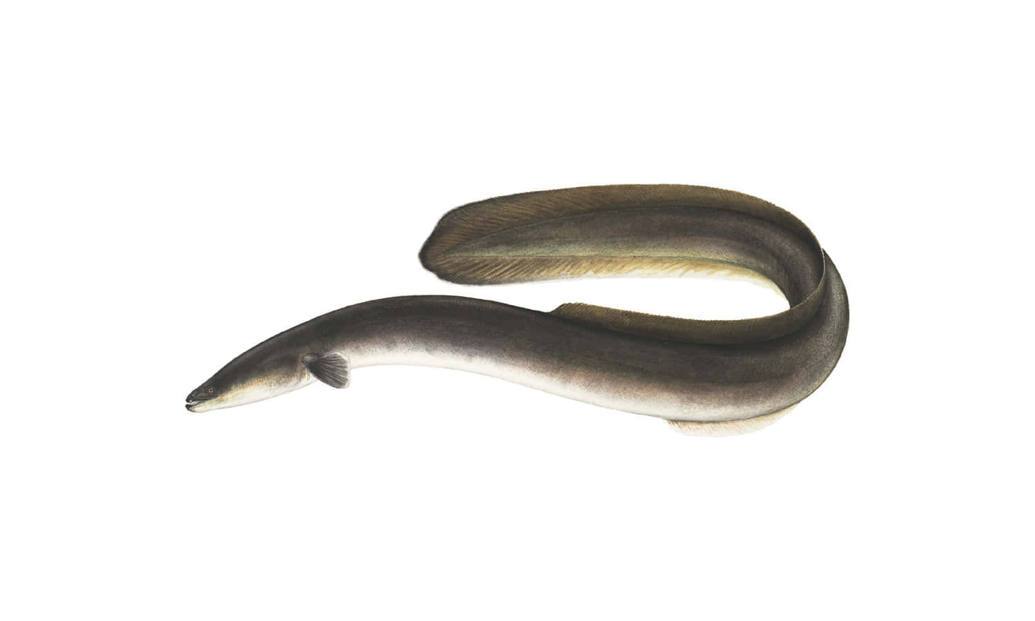 Eel 桌布 壁紙 — 一條細長的鰻魚，背部深灰色，腹部蒼白，在純白色背景上優雅地盤繞著的詳細插圖。